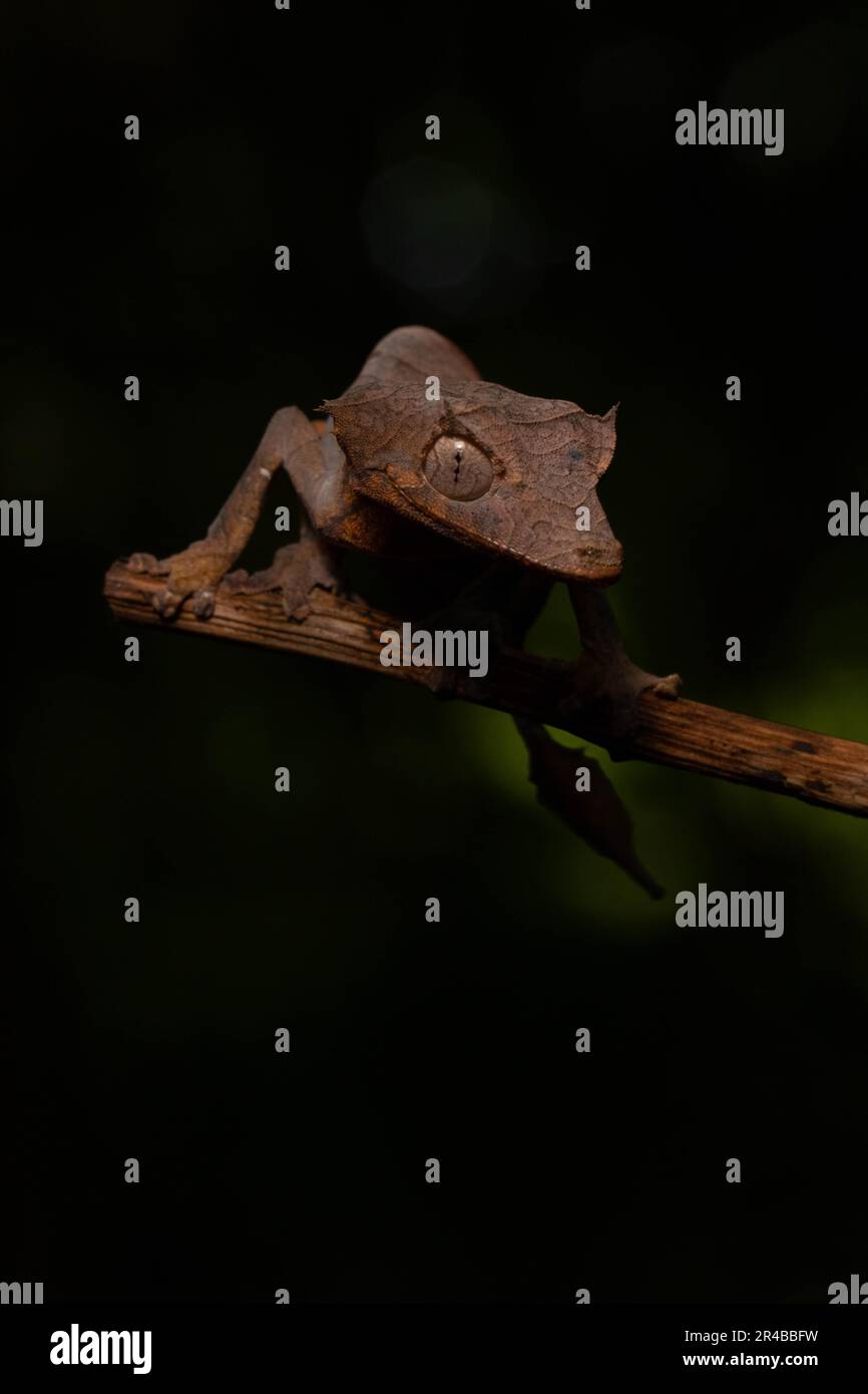 Gecko dalla coda di freccia (Uroplatus ebenaui), femmina, mimetizzati su ramo sull'isola di Nosy Komba, Madagascar nord-occidentale, Madagascar, Africa orientale Foto Stock