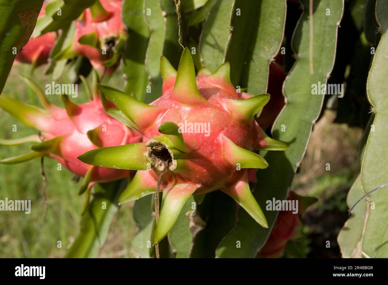 Frutto del drago, pitahaya, Pitaya, Vietnam Foto Stock