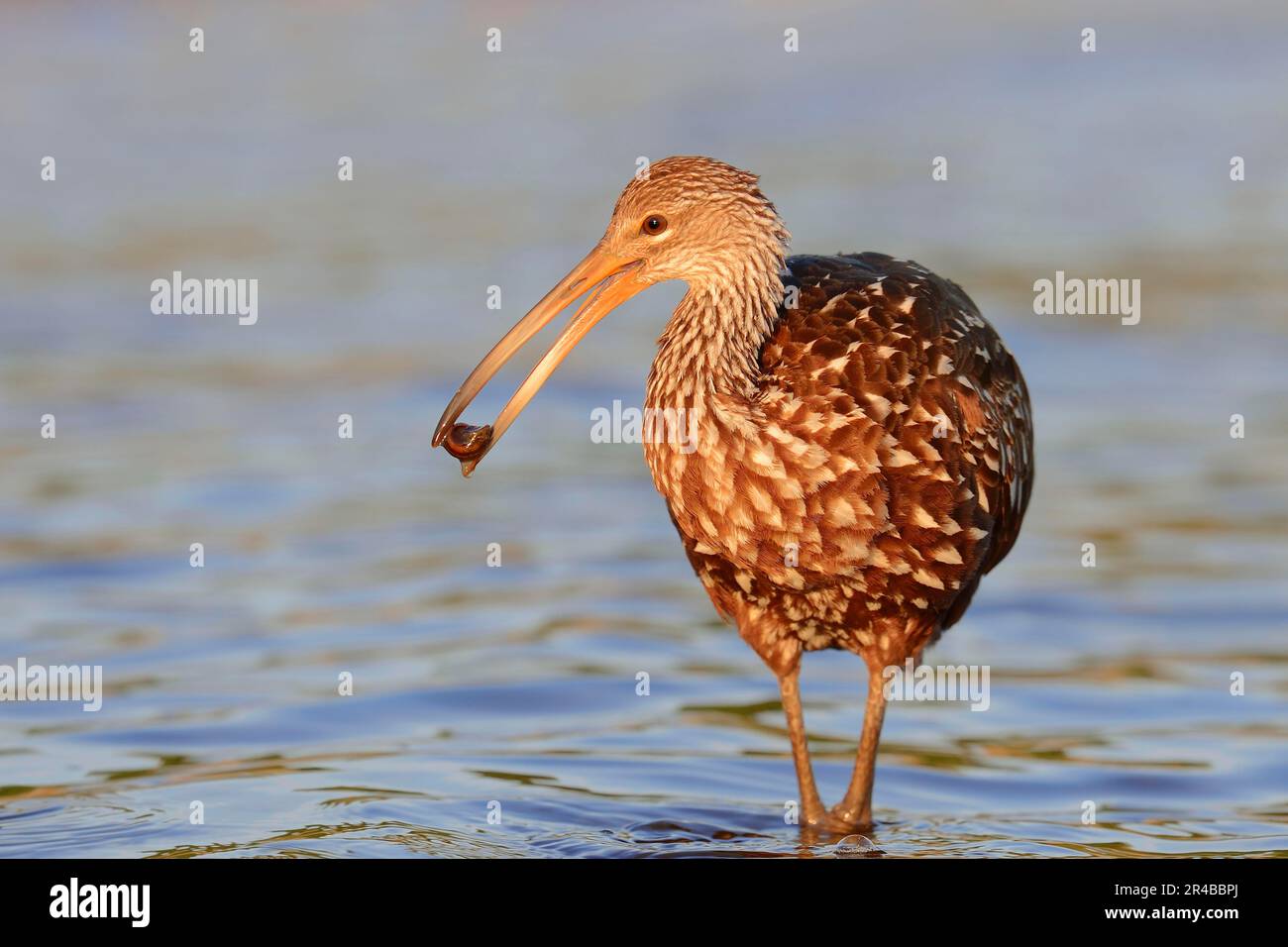 Limpkin con lumaca, Myakka River state Park, Florida, Stati Uniti (Aramus farauna pictus) Foto Stock