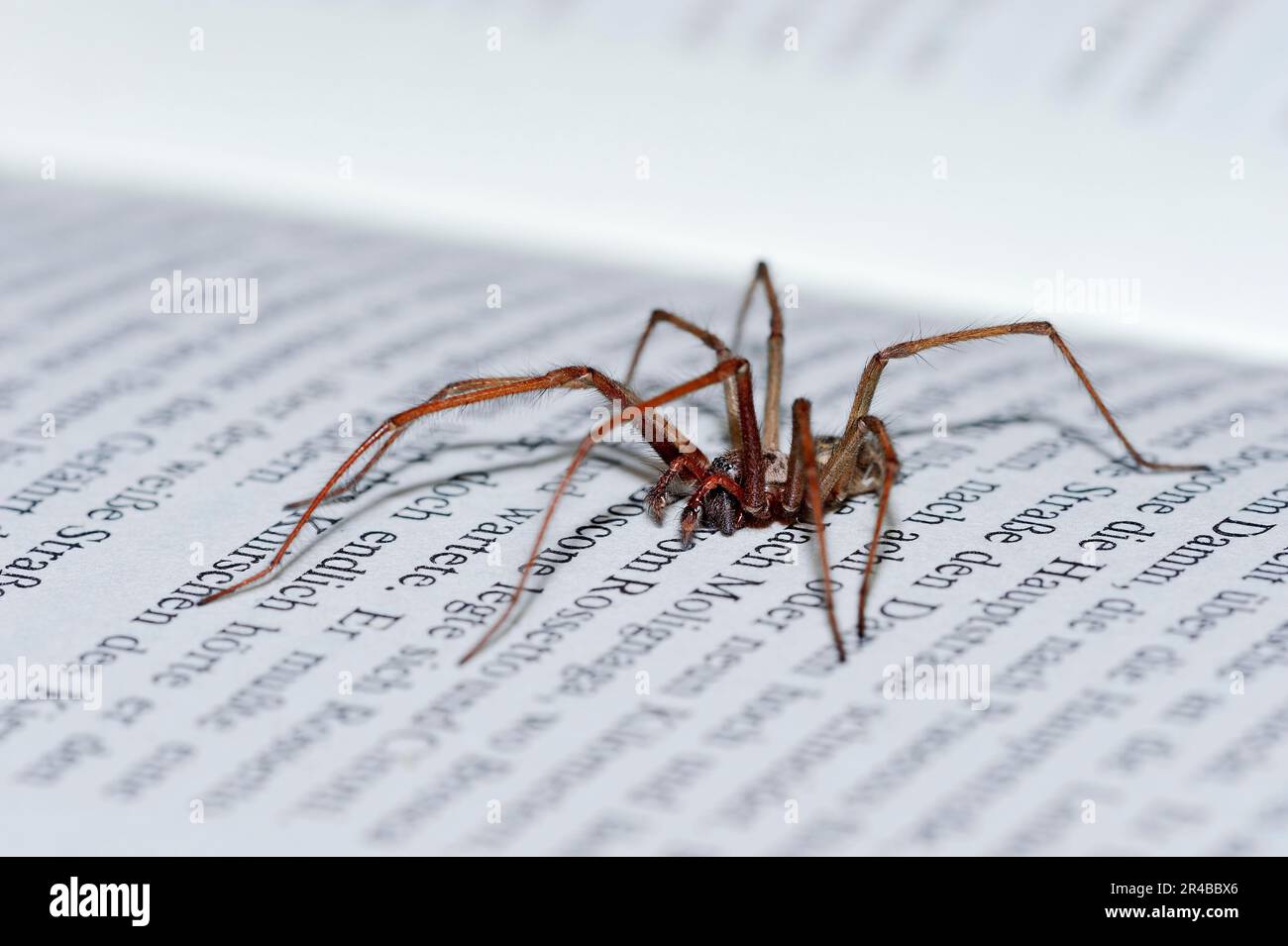 Casa ragno sul libro, Renania settentrionale-Vestfalia (Tegenaria atrica), Germania Foto Stock