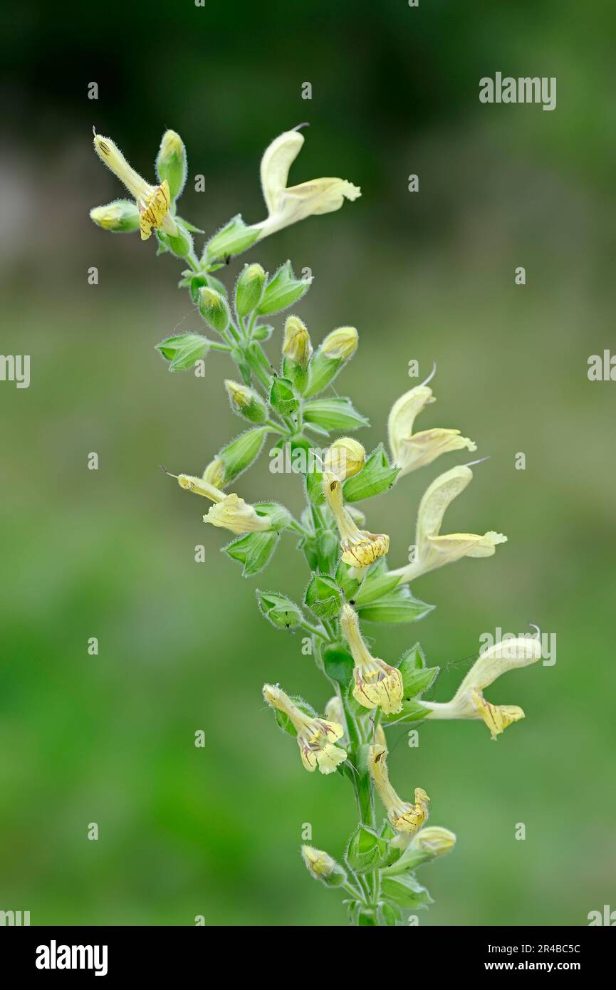 Sticky Sage (Salvia glutinosa), Baviera, salvia gialla, Germania Foto Stock