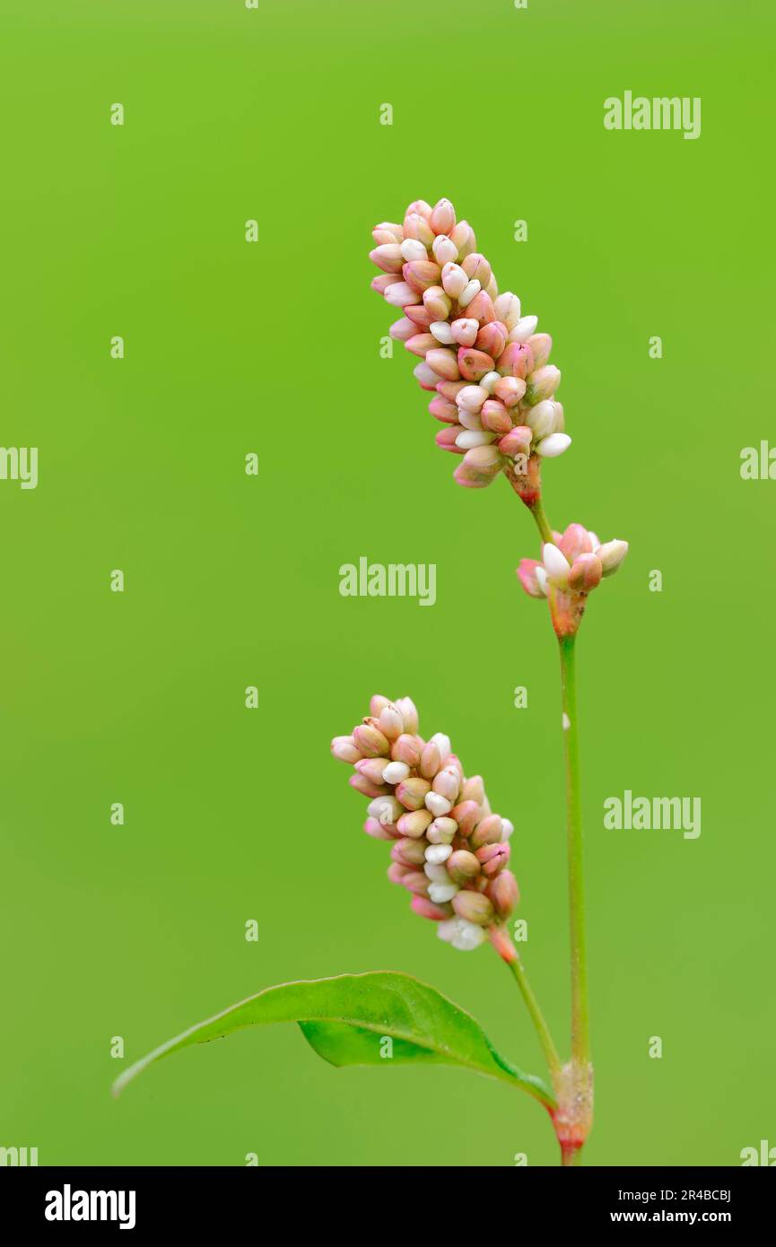 Ladysthumb, Renania settentrionale-Vestfalia, Germania (Polygonum persicaria) (Persicaria maculata), Redshank, Heartweed, Thumb della signora (Persicaria maculosa) Foto Stock