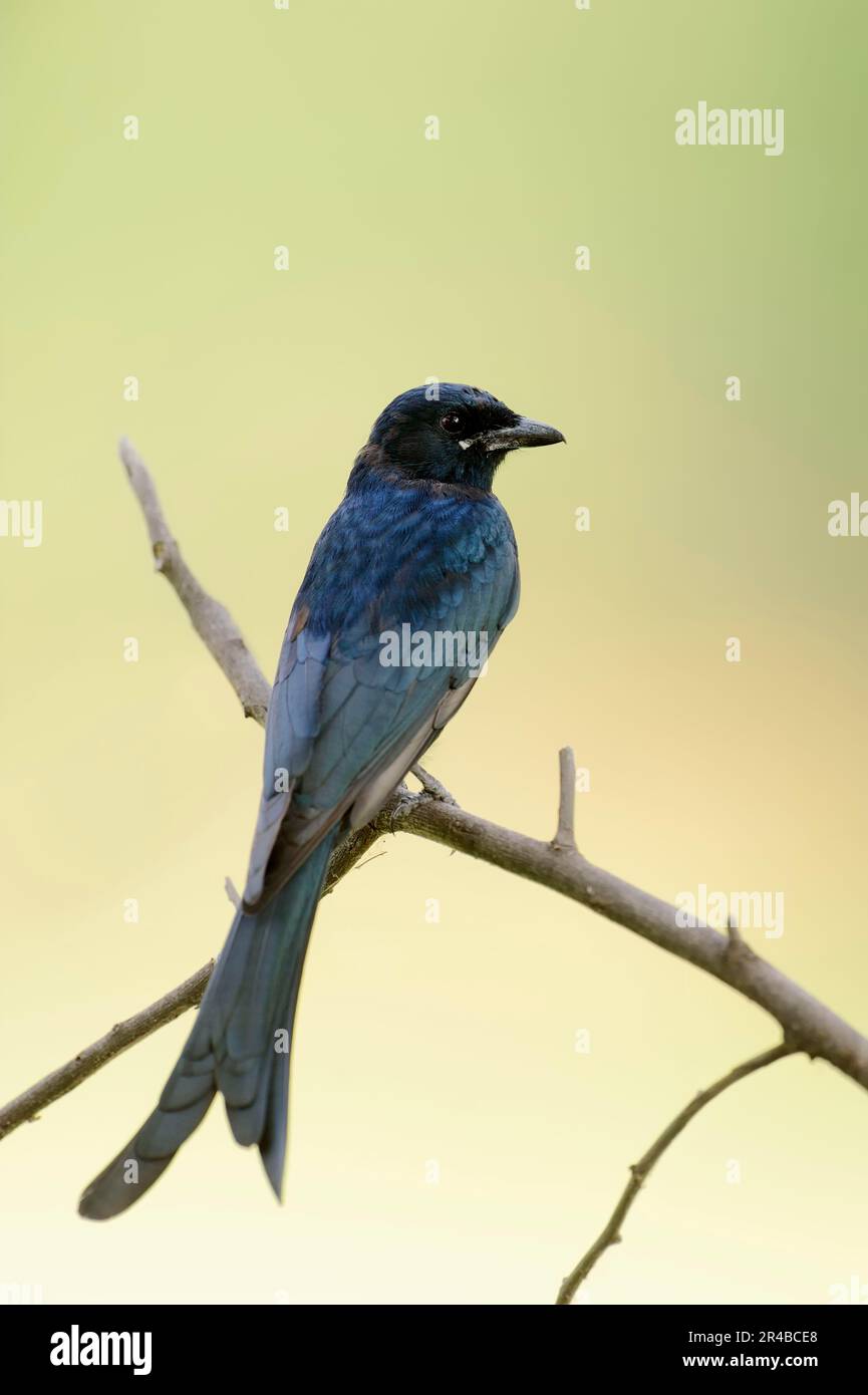 Black Drongo, parco nazionale di Keoladeo Ghana, Rajasthan, India (Dicrurus macrocerus) Foto Stock