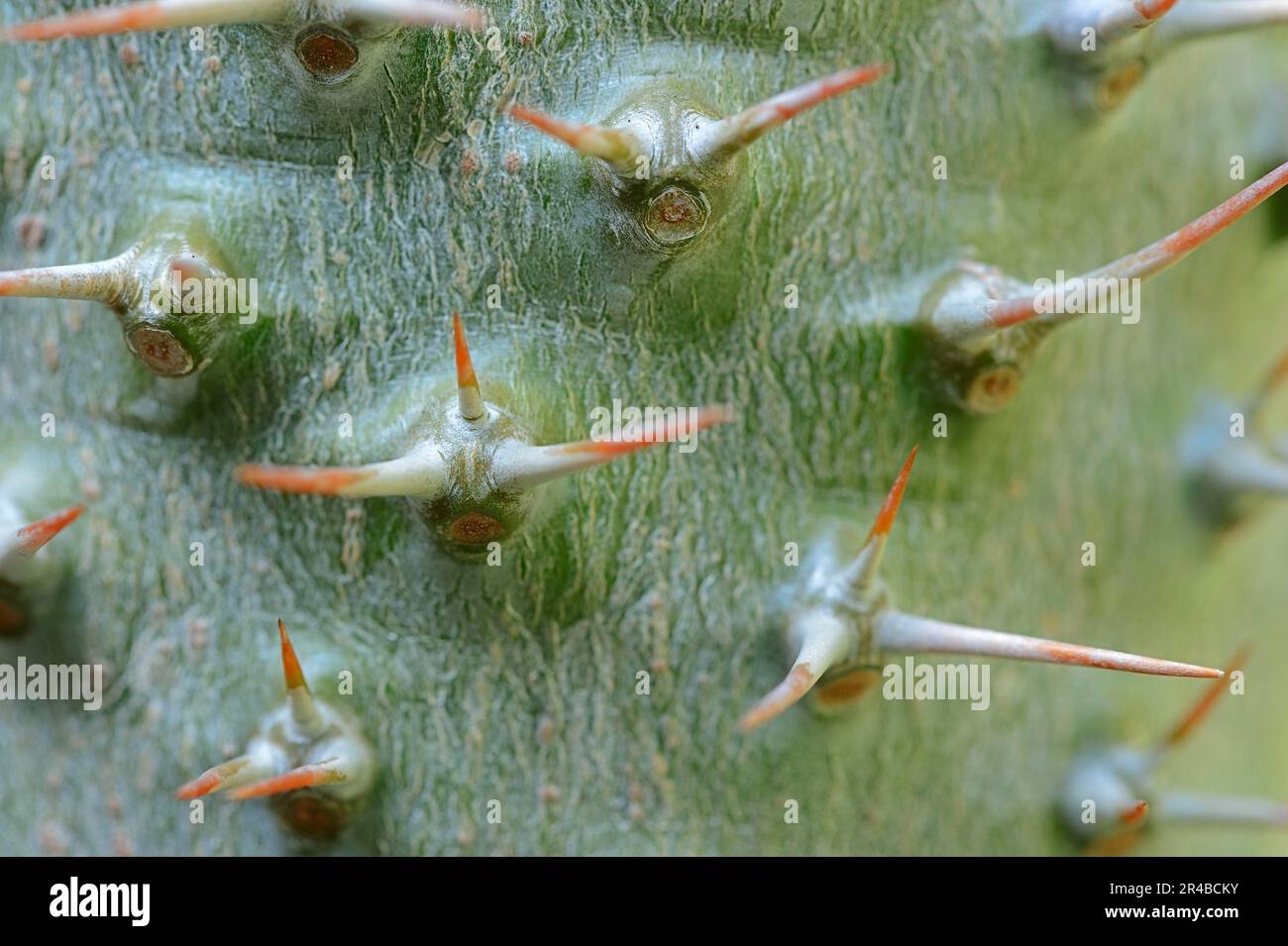 Madagascar Palm (Pachypodium lamerei), spine Foto Stock