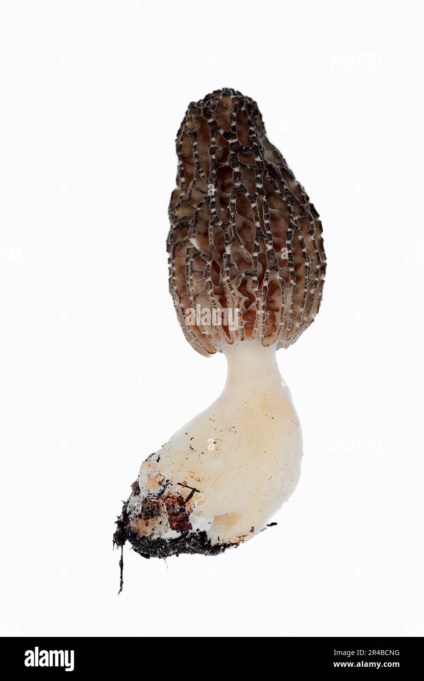 Spugnole nere, spugnole appuntite (Morchella elata) spugnole alte Foto Stock