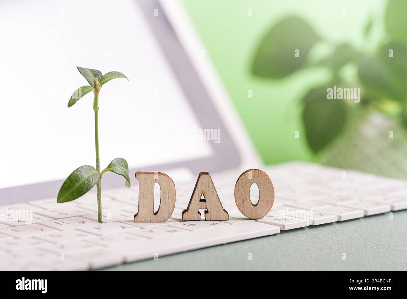 Sostenibilità DAO. Organizzazione Autonoma decentralizzata. Pianta verde che cresce su tastiera bianca. Foto Stock
