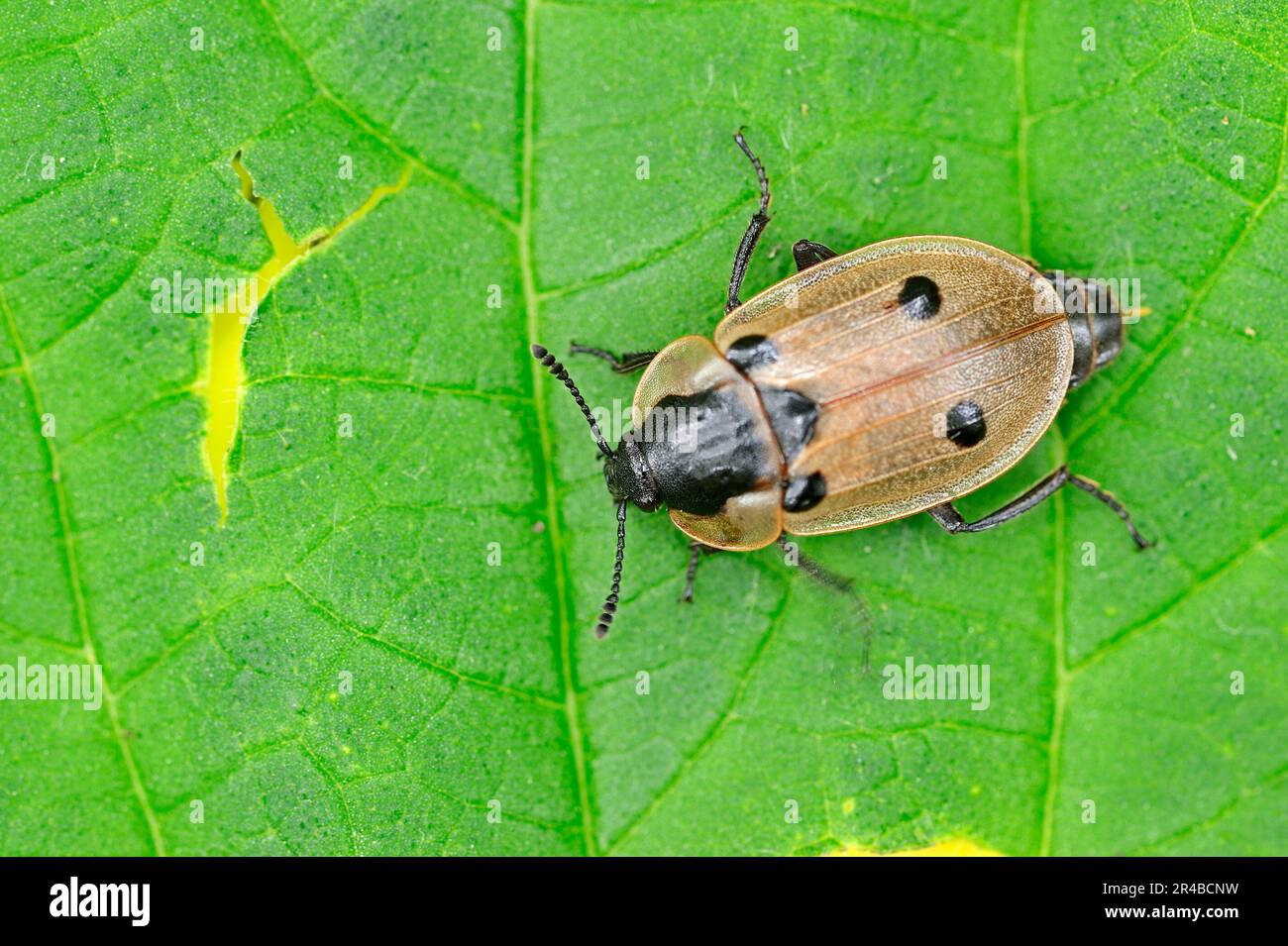 Seppellire Beetle (Xylodrepa quadripunctata), Renania settentrionale-Vestfalia, Germania Foto Stock