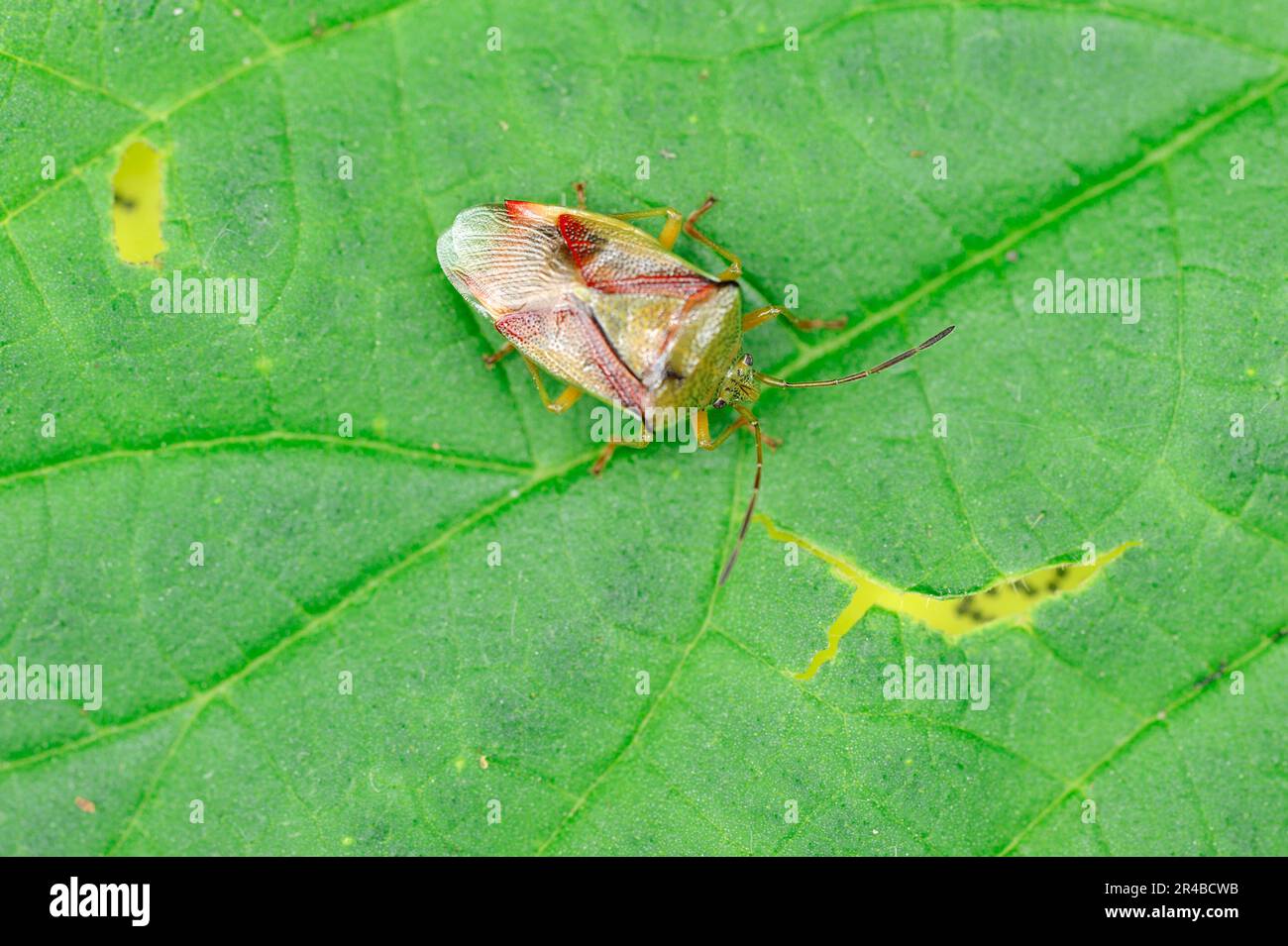 Betulla Shield Bug, Renania settentrionale-Vestfalia, Germania, Birch (Elastothus interstinctus) Shieldbug Foto Stock