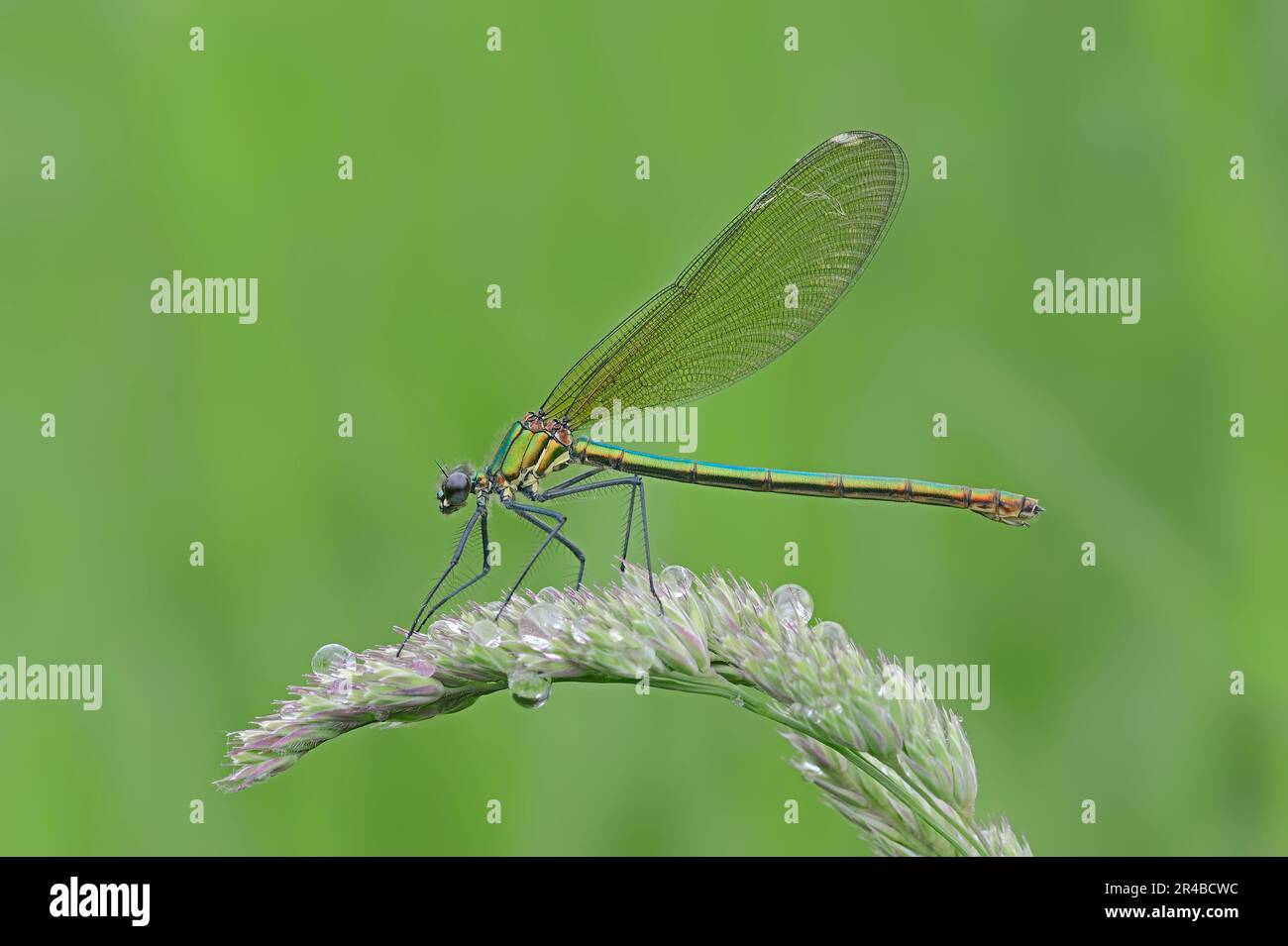 Demoiselle (Calopteryx splendens), femmina, Renania settentrionale-Vestfalia, Germania (Agrion splendens) Foto Stock