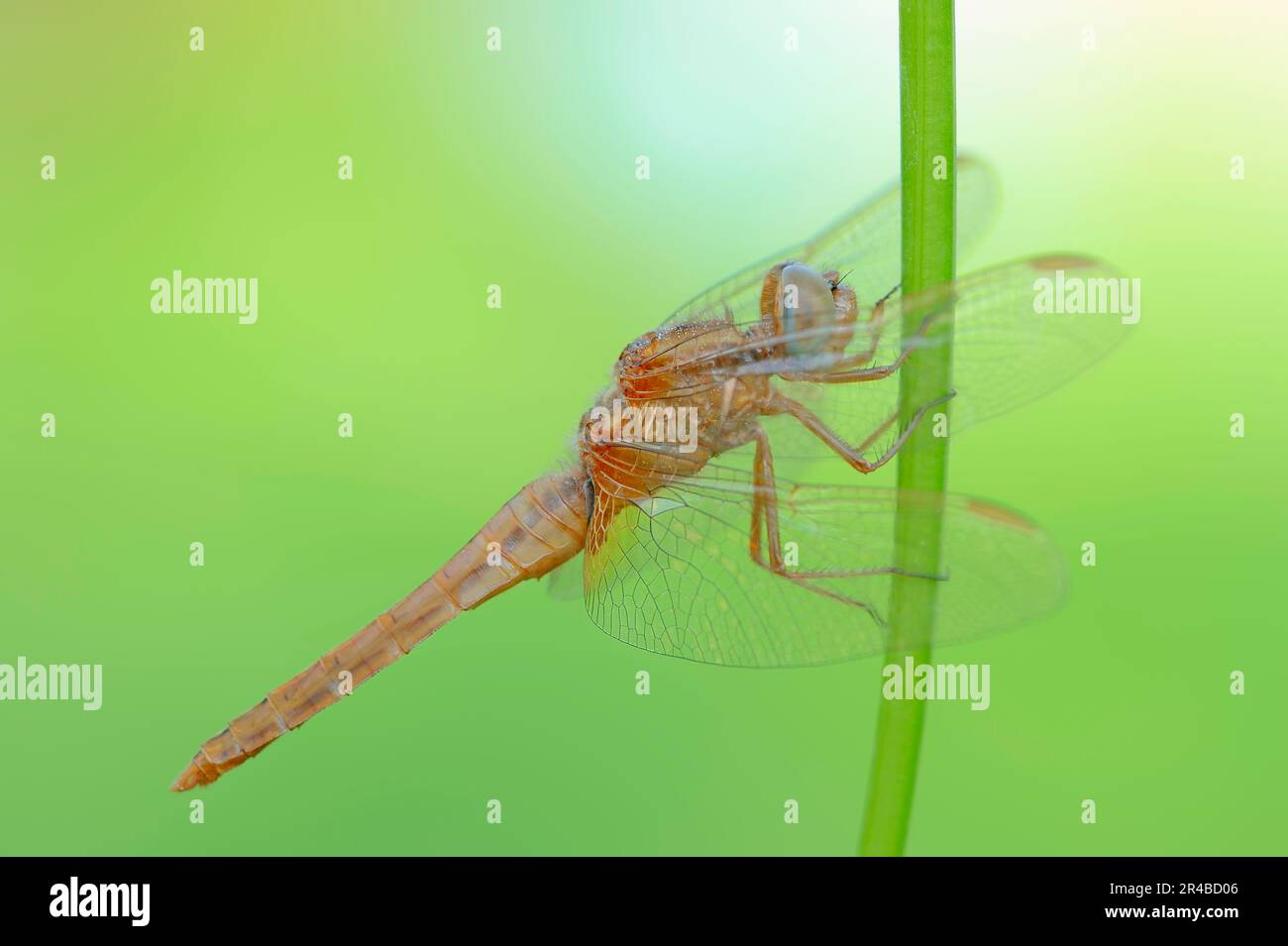 Scarlet Dragonfly (Crocothemis eritraea), giovane maschio, Renania settentrionale-Vestfalia, Germania, Scarlet Darter, Scarlatto largo, Dragonfly rossa Foto Stock