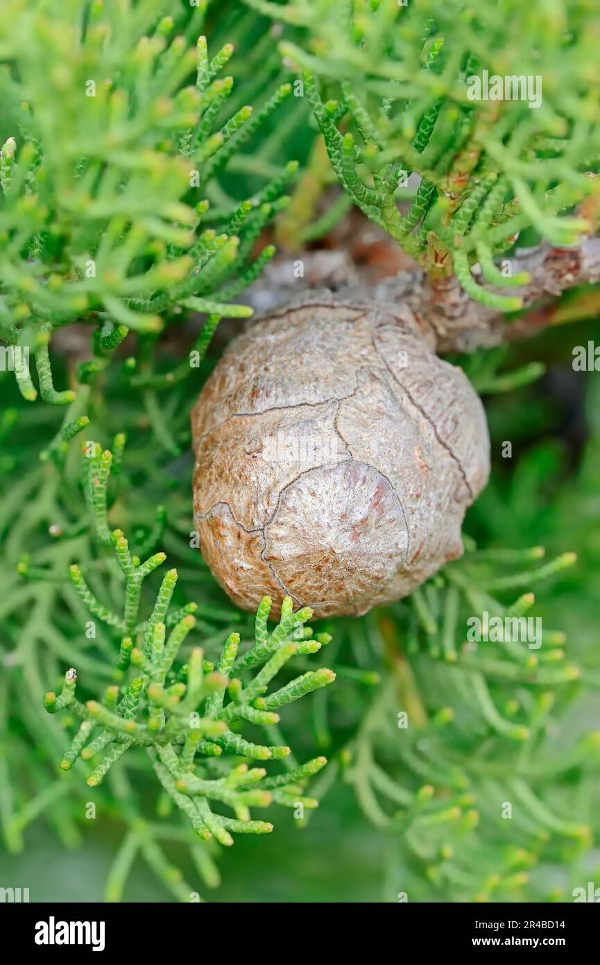 Cipresso italiano (Cupressus sempervirens), cono, Provenza, Francia meridionale, cipresso mediterraneo, Cipresso toscano, cipresso cimitero Foto Stock