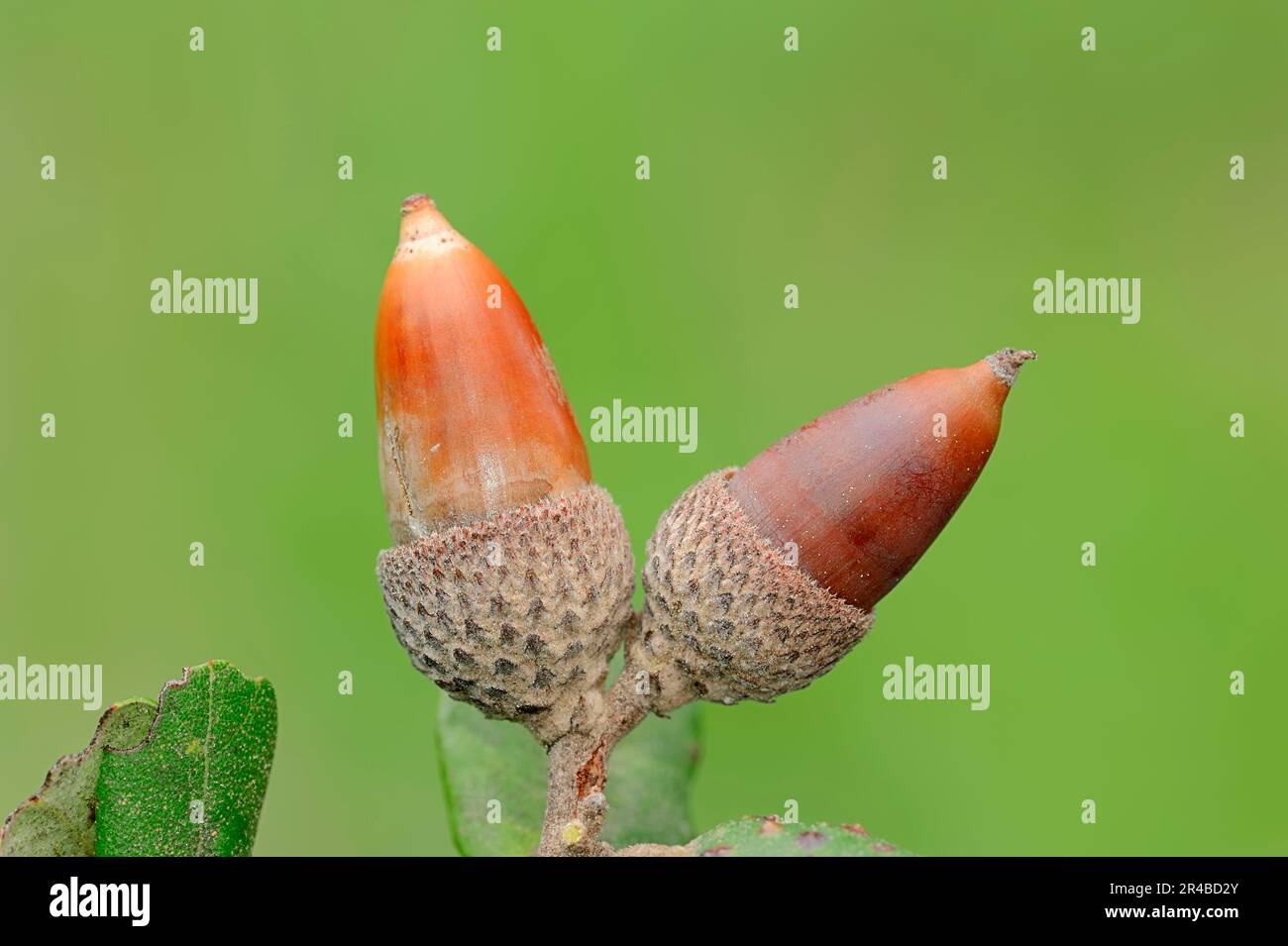 Acorn, Provenza, Francia del Sud (Quercus coccifera) (Quercus pseudococccifera), querce di kermes, querce di pin, ghiande Foto Stock