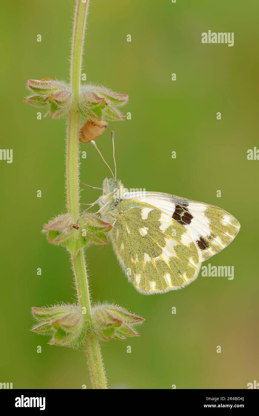Farfalla Reseda (Pontia daplidice) Provenza, farfalla Reseda, farfalla Reseda bianca, farfalla Reseda bianca, Francia Foto Stock
