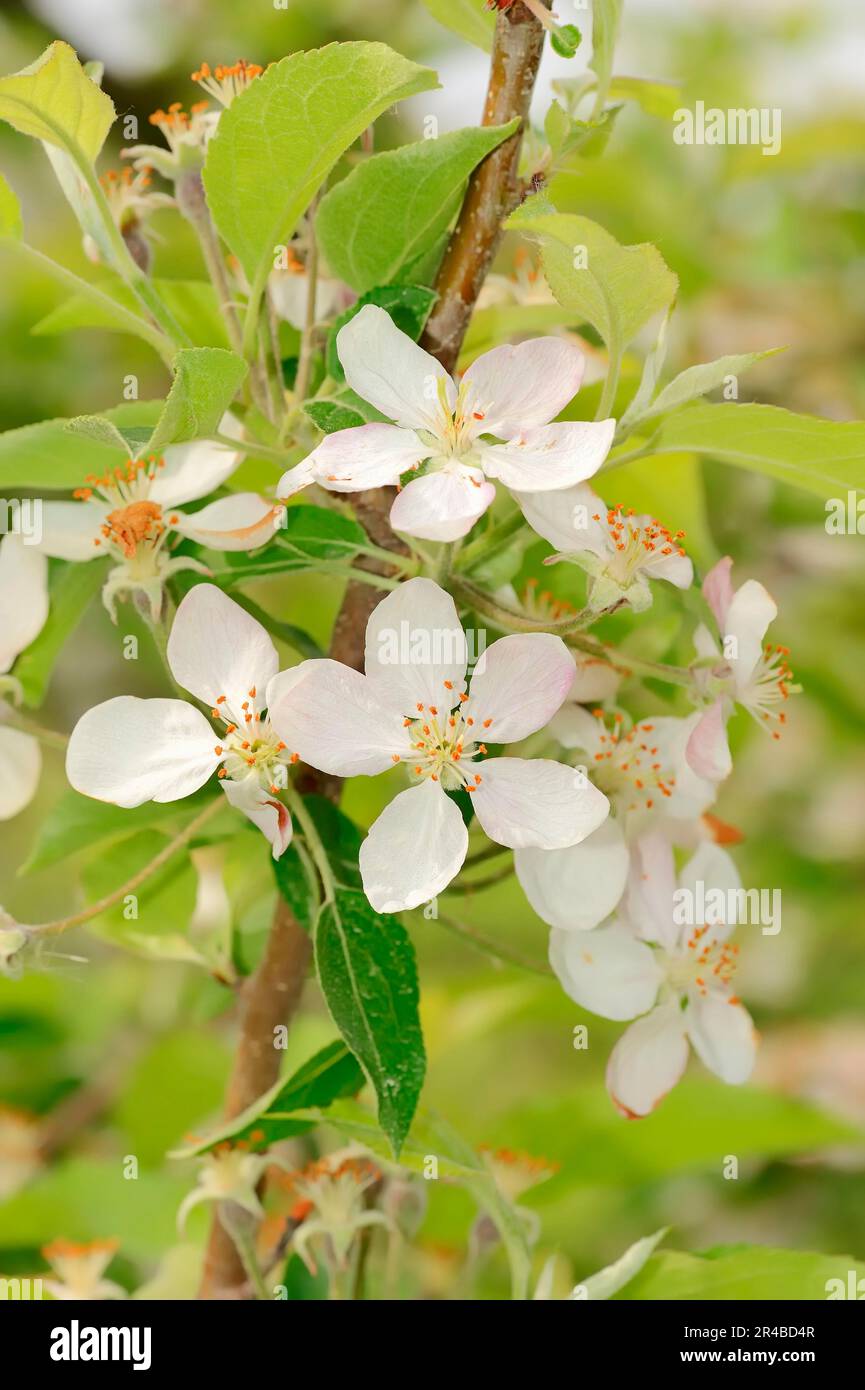 Albicocche (Prunus armeniaca) fioritura, Provenza, Francia del Sud Foto Stock