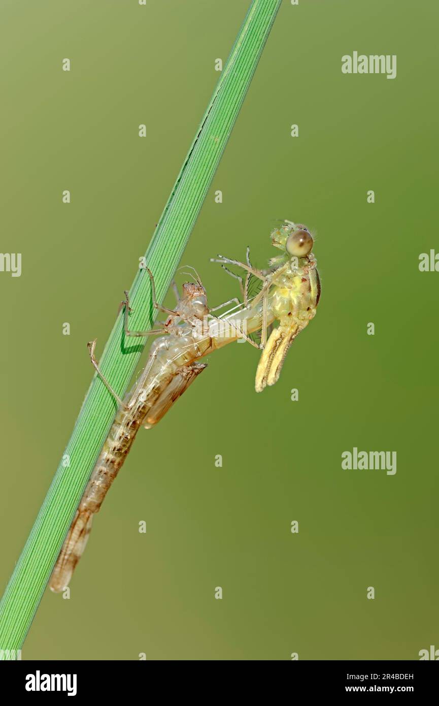 Willow Emerald Dampelfly (Lestes viridis), Renania settentrionale-Vestfalia, comune Dampelfly salice, cova, larva, dragonfly larva, Germania Foto Stock