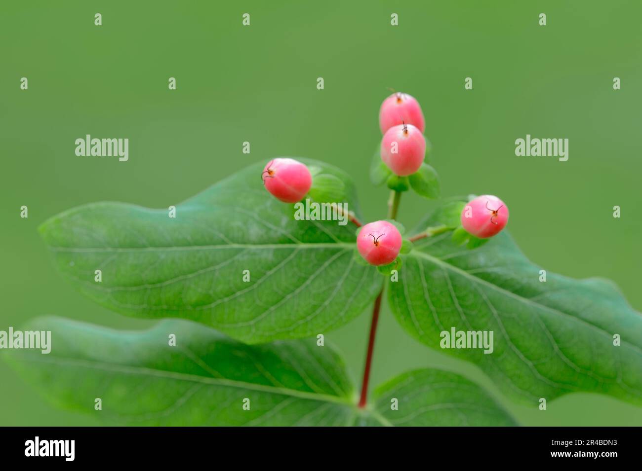 Triumph magico (Hypericum x inodorum) Foto Stock