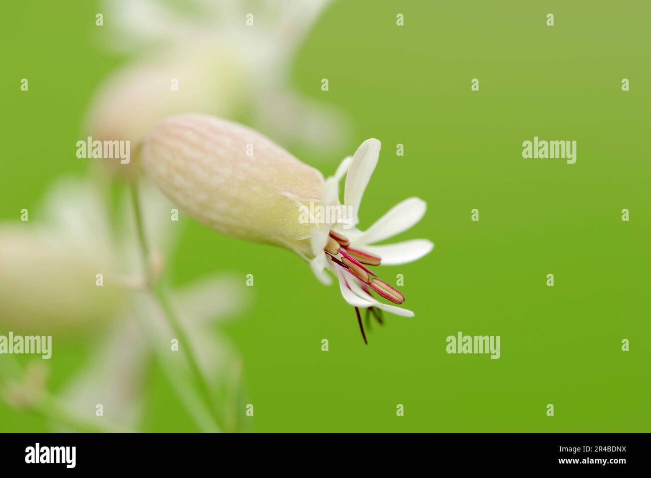 La vescica Campion (Silene vulgaris), Nord Reno-Westfalia, Germania Foto Stock