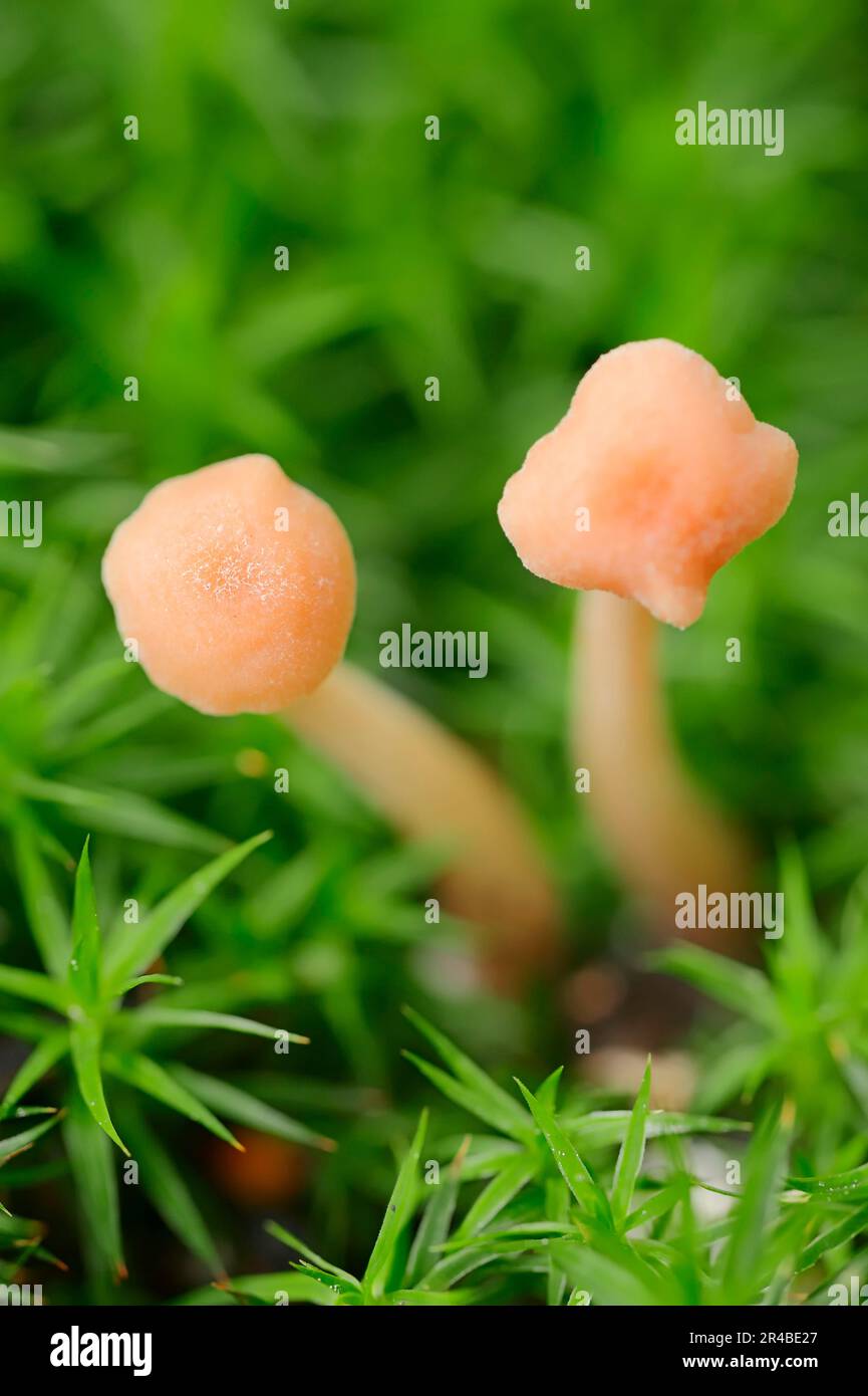 The Deceiver (Laccaria laccata), Renania settentrionale-Vestfalia, Germania, Waxy Laccaria Foto Stock