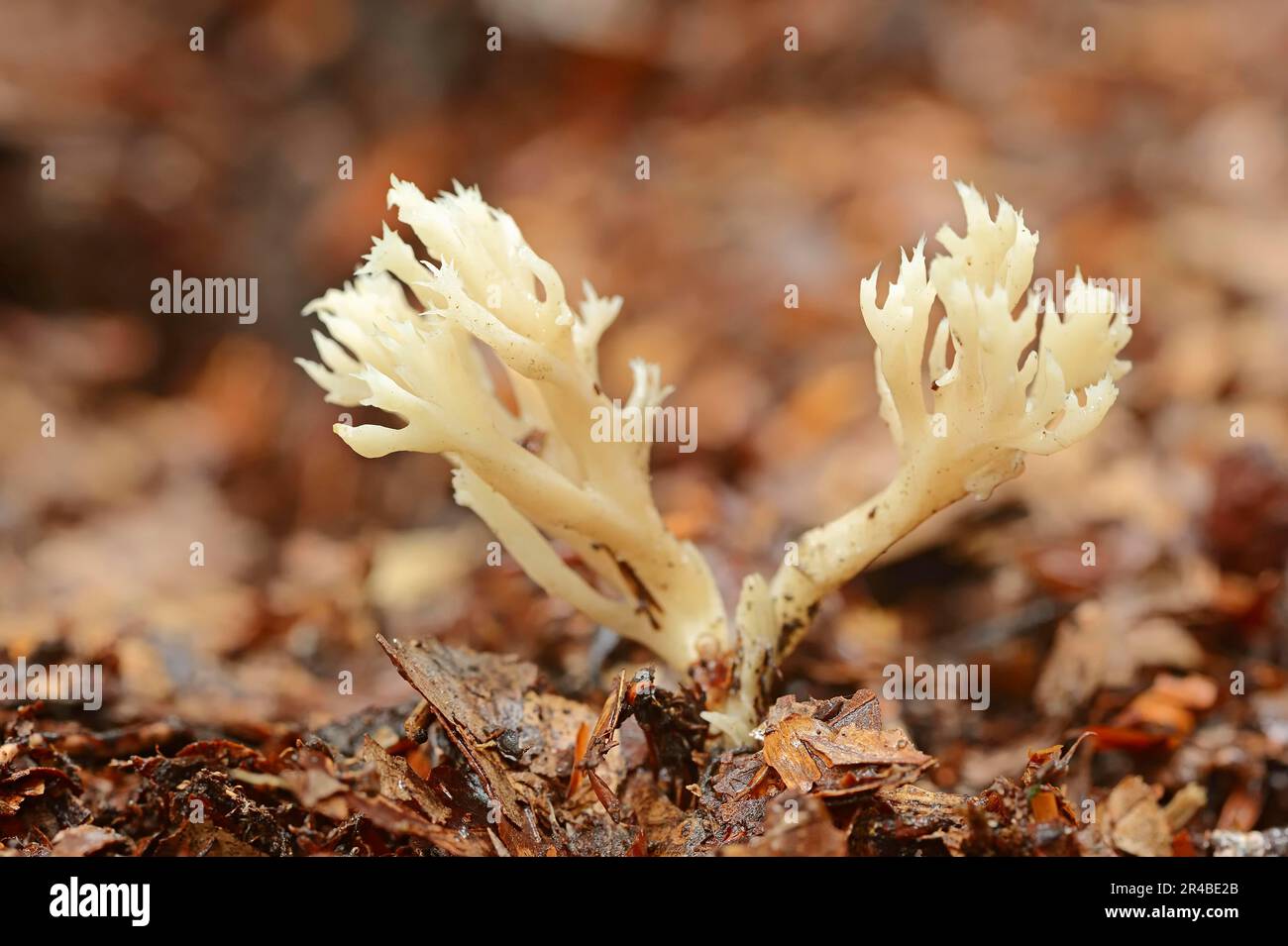 Corallo crestato, Renania settentrionale-Vestfalia, Germania (Clavulina coralloides) (Clavulina cristata) (Clavaria coralloides), Corallo Bianco Fungus Foto Stock