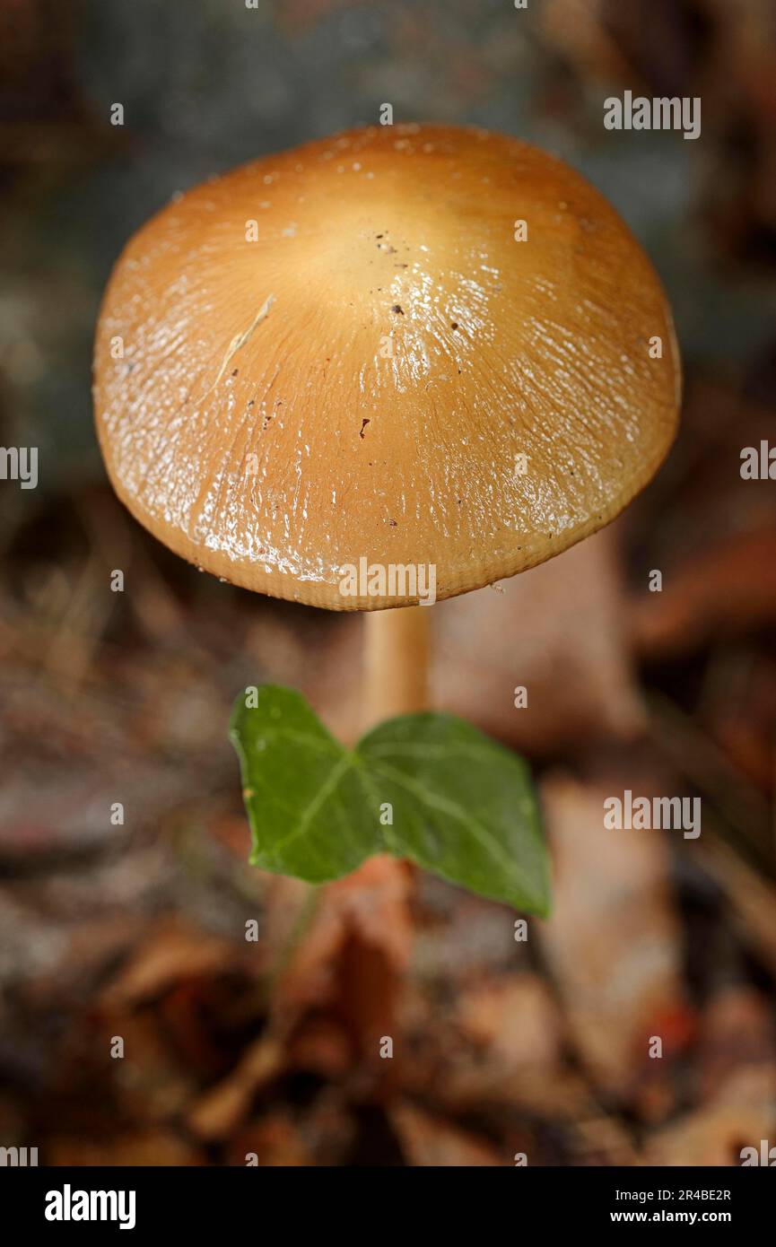 Rooting Shank, Renania settentrionale-Vestfalia, Germania (Xerula radicata) (Oudemansiella radicata), funghi radice profonda Foto Stock