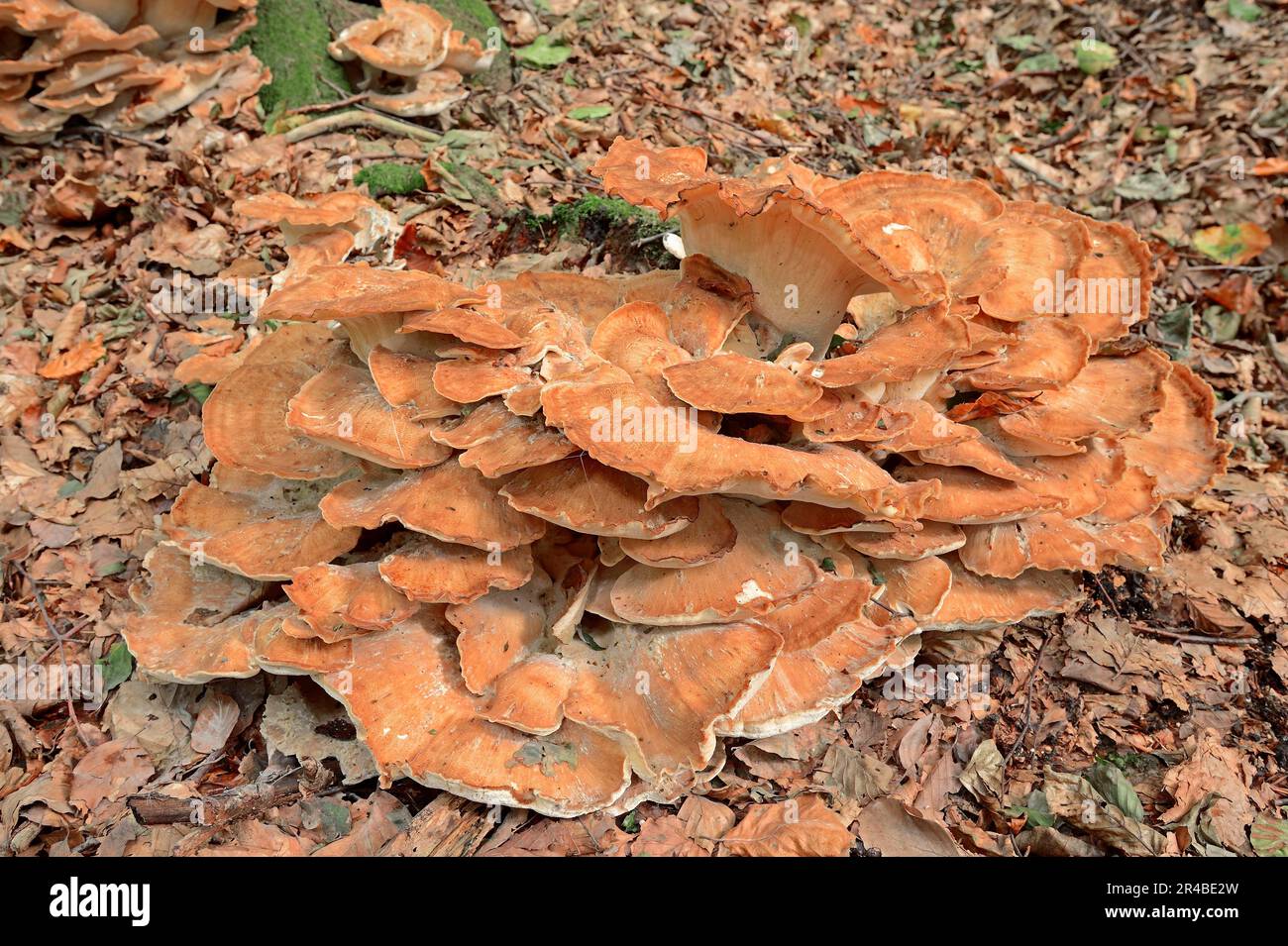 Poliporo gigante (Meripilus giganteus), Renania settentrionale-Vestfalia, Germania Foto Stock