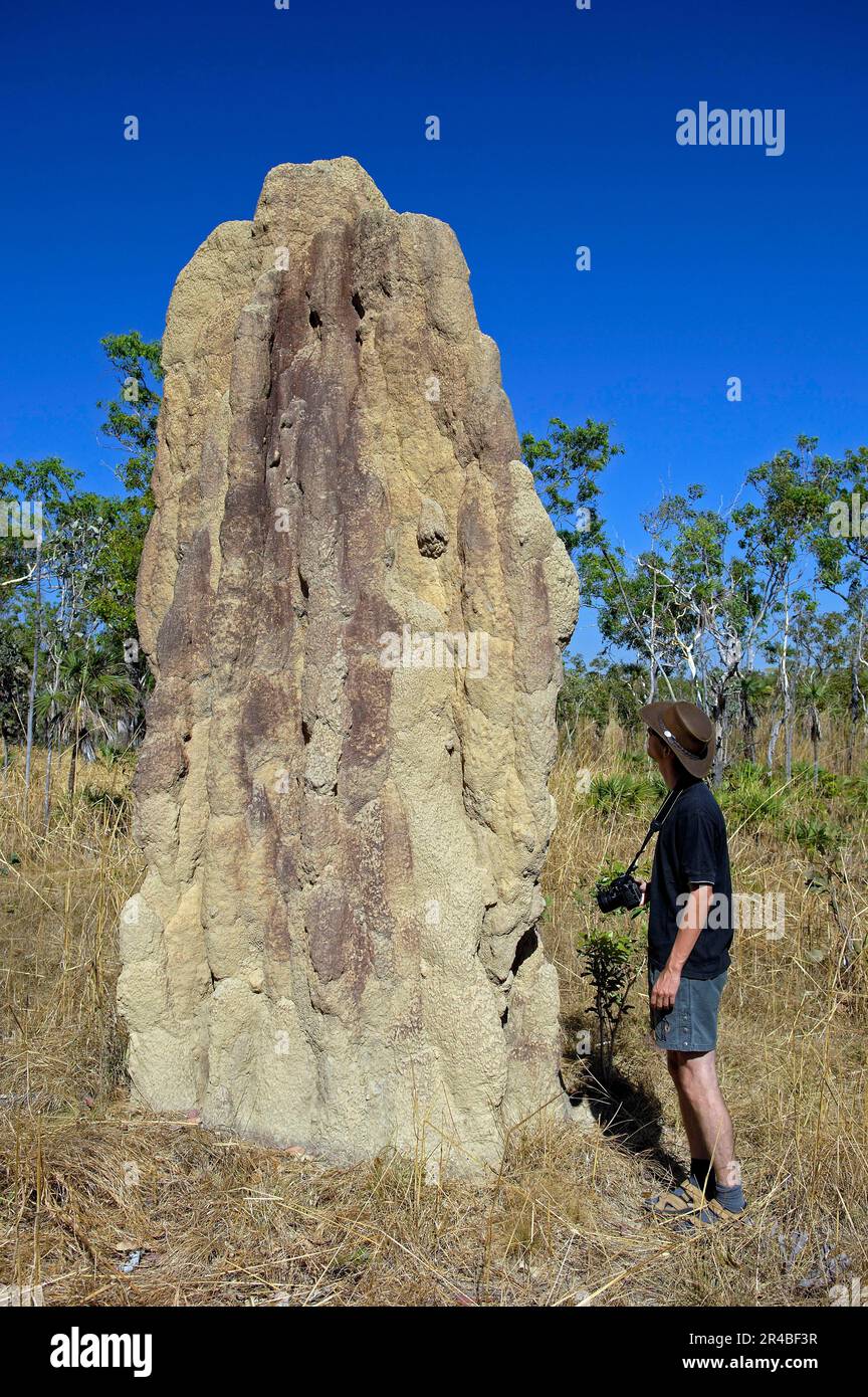 Tumulo di termiti, paragonato a un maschio adulto, termiti, Litchfield National Park, Northern Territory (Nasutitermis triodiae), Australia Foto Stock