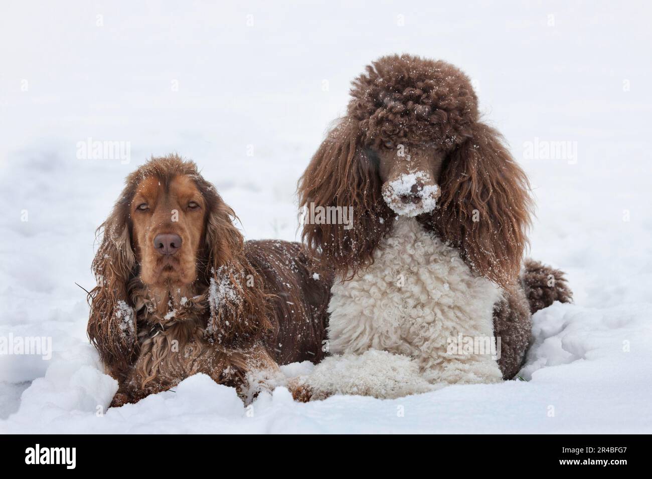 Inglese Cocker Spaniel e grande Poodle, Harlequin, Harlequin Poodle Foto Stock