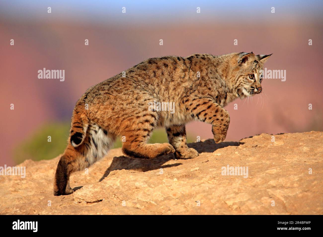 Bobcat (Lynx rufus), Monument Valley, bobcat (Felis rufa), USA Foto Stock