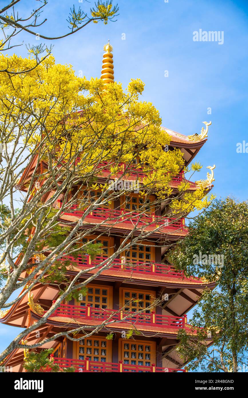 I fenici gialli fioriscono brillantemente alla Pagoda del Monastero di Bat Nha, Bao Loc, Vietnam Foto Stock