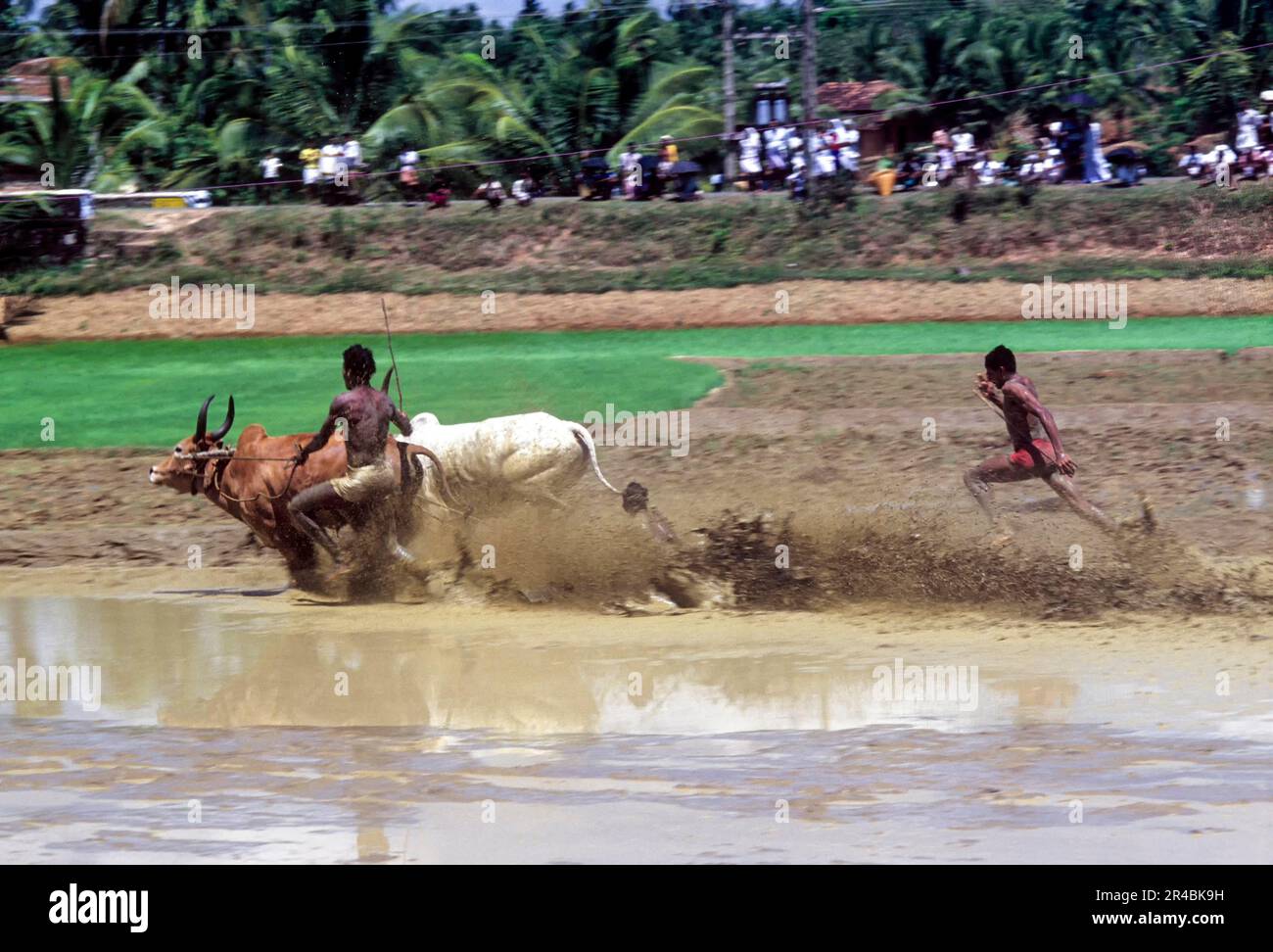 Un jockey che si trova nel campo da corsa di Maramadi o Kalappoottu è un tipo di razza del bestiame condotto in Kundara Pillaveettil risaie a Kollam Foto Stock