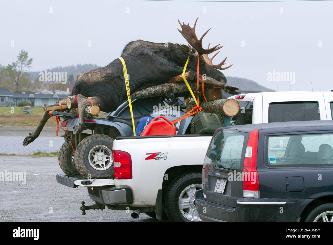 Moose (Alces alces) caccia, Moose morto attaccato al pick-up, Ste Anne des Monts, Quebec, Canada Foto Stock
