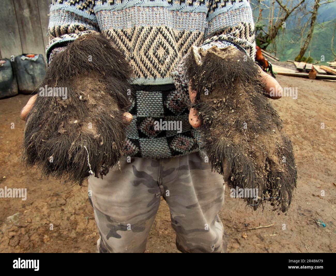 Orso da spettacolo (Tremarctos ornatus), zampe, uccise da poacher, provincia Imbabura, Ecuador, Orso andino Foto Stock