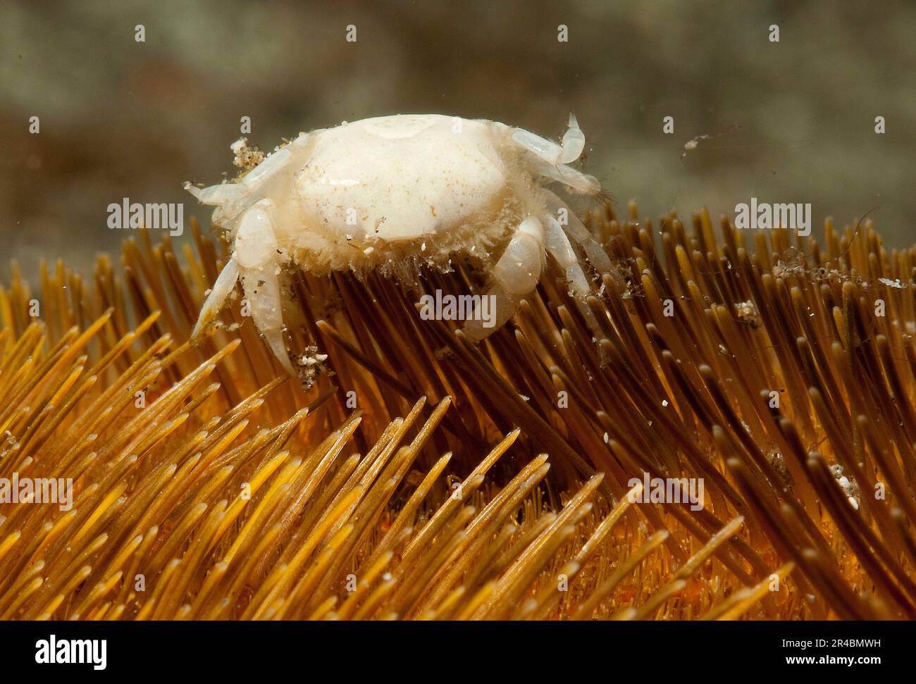 Granchio da pisello cuore Urchin, Florida, USA (Dissodactylus primivus) Foto Stock