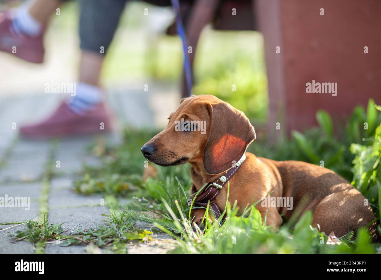 Bellissimo cane marrone dachshund nel parco. Il cane sta riposando. Passeggiate con un cane in un parco cittadino. Foto Stock