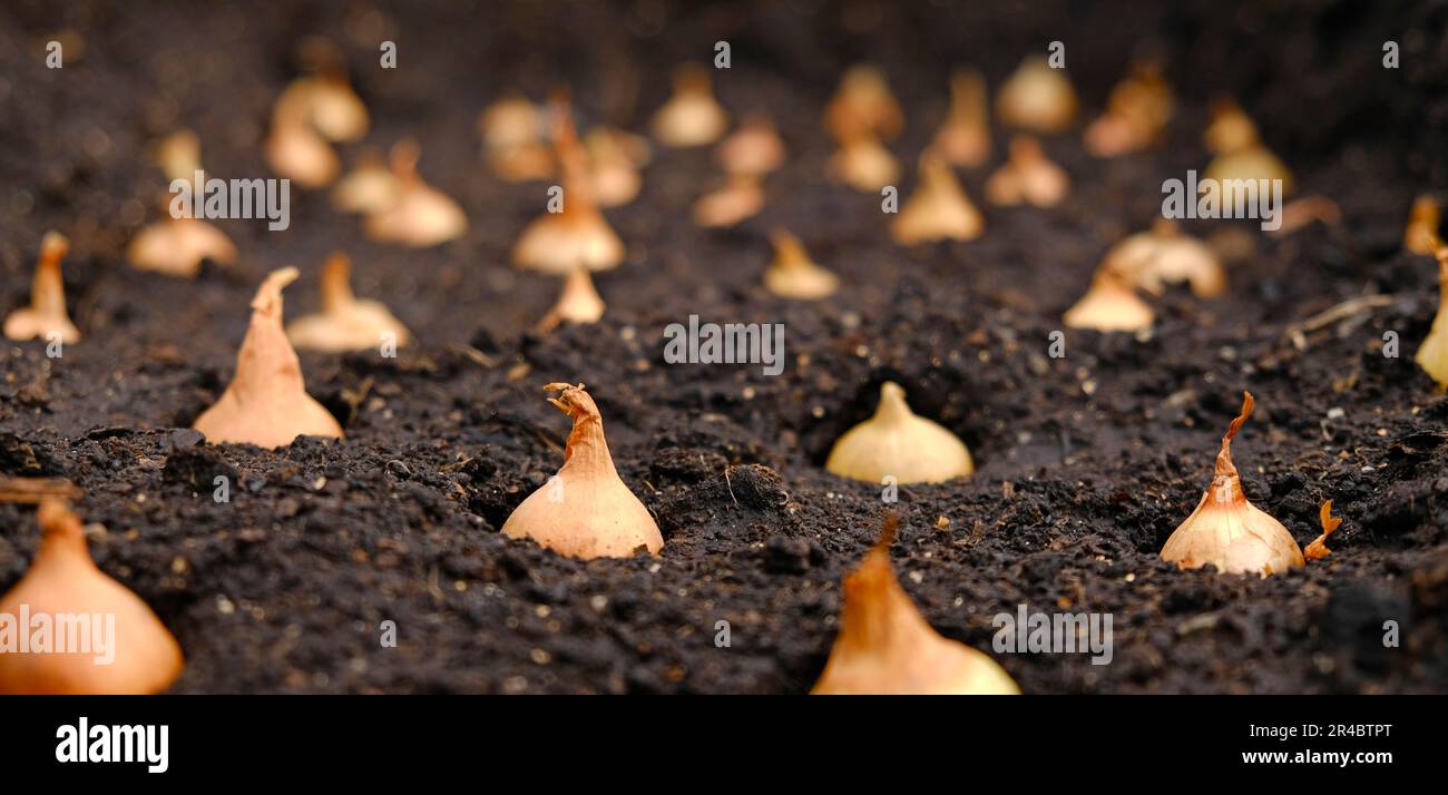 Set di cipolle per piantare in terreno fresco e scuro. Come coltivare cipolle. Bulbi a cipolla. Foto Stock