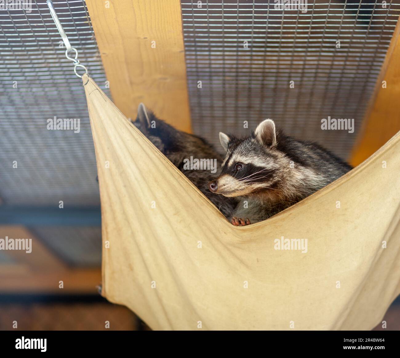 I raccoons in una gabbia guardano fuori dal loro letto. Un animale nello zoo dietro i bar recinzione. Buona o cattiva cura degli animali. Triste raccoon dietro una rete di filo in capti Foto Stock