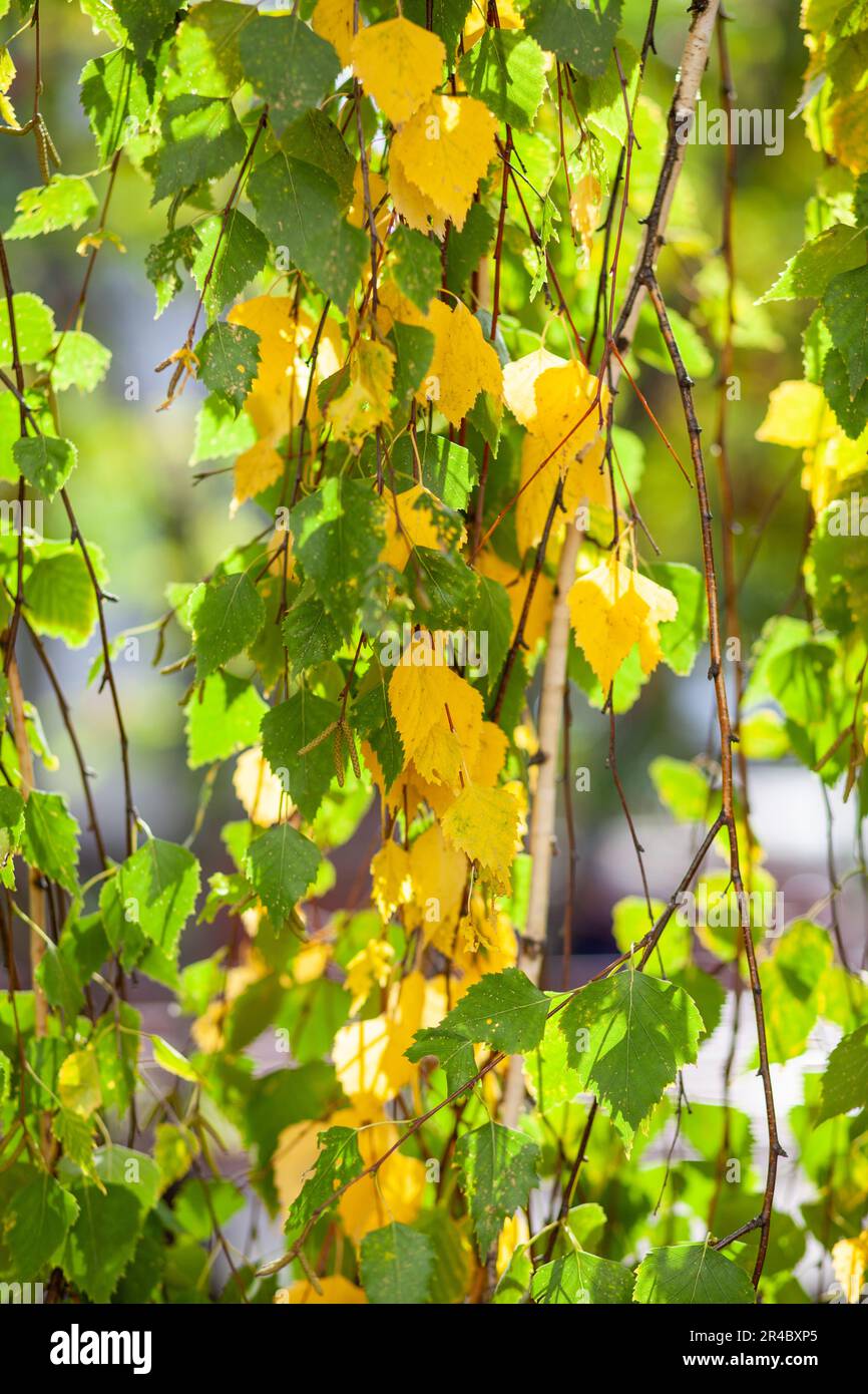 Foglie gialle o secche su rami d'albero in autunno. Foglie di betulla, tiglio e altri alberi sui rami. È presente uno spazio vuoto per il testo Foto Stock