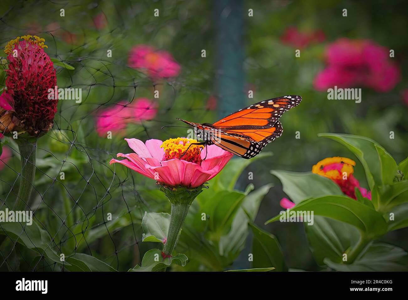 Una bella farfalla monarca appollaiata in cima a un vibrante fiore rosa in un lussureggiante campo Foto Stock