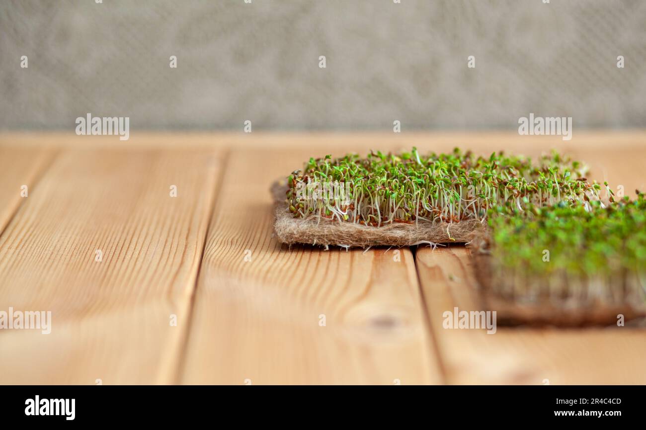 Primo piano di micro-verdi di senape, rucola e altre piante a casa. Crescita di senape e arugula germogli in primo piano a casa. Il concetto di vegan A. Foto Stock