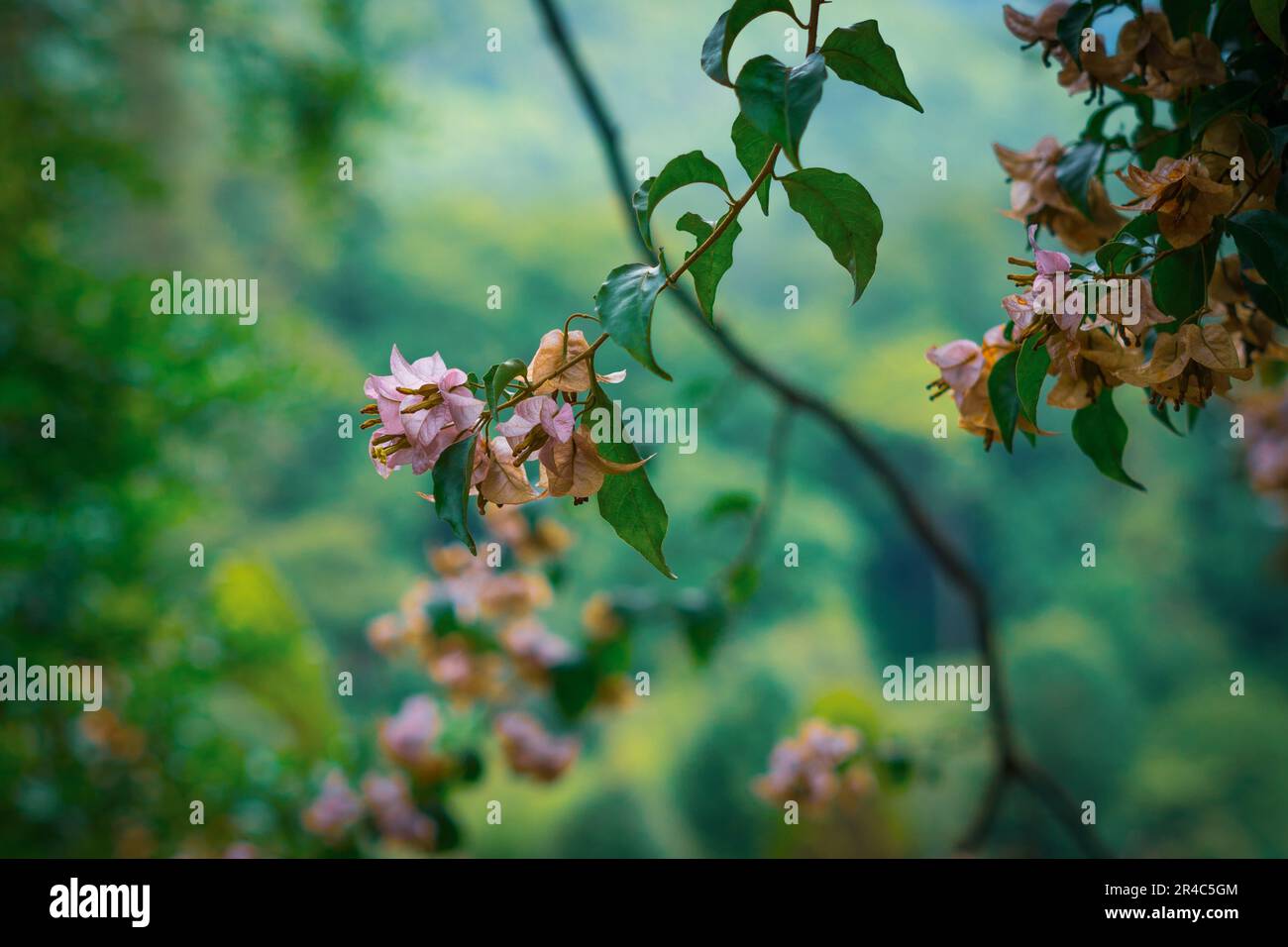 Questa immagine presenta un ramo di fiori delicati adagiato su uno sfondo scenografico di colline ondulate Foto Stock