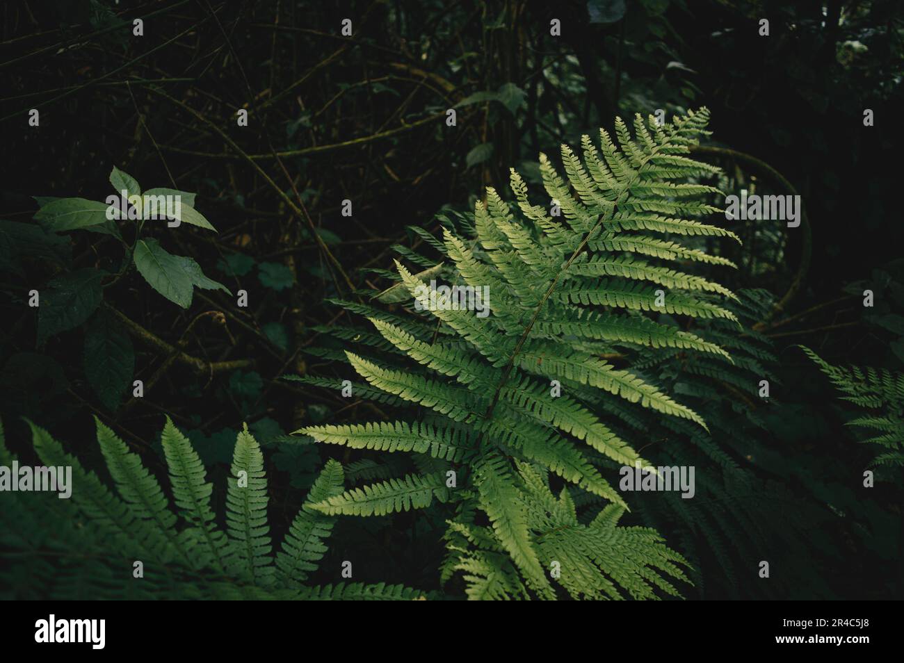Una pianta verde lussureggiante sta crescendo tra una collezione di rocce e altre piante in una zona boschiva Foto Stock