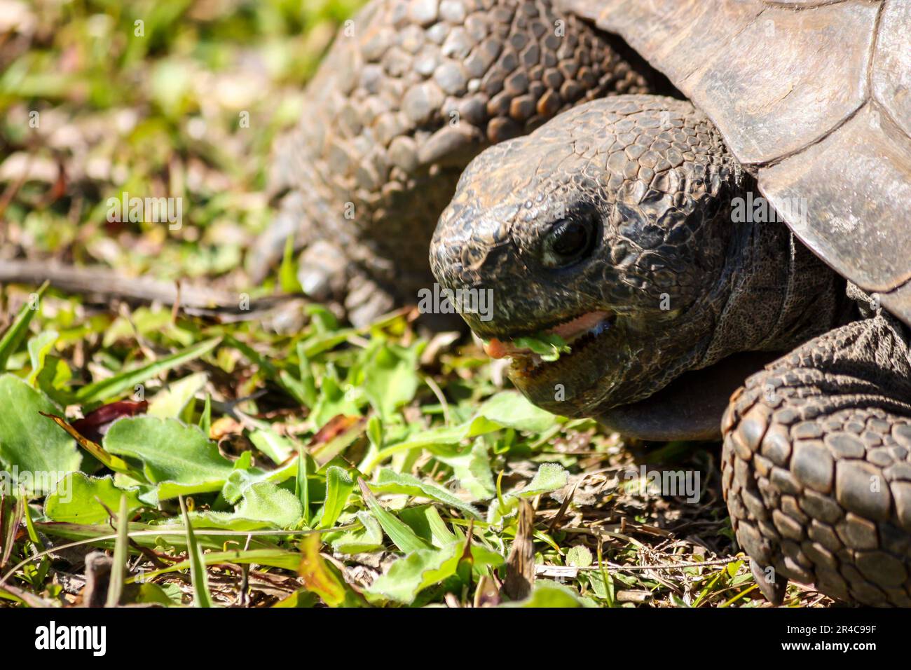 Una tartaruga si trova in un lussureggiante campo erboso verde, munching su lame di erba Foto Stock