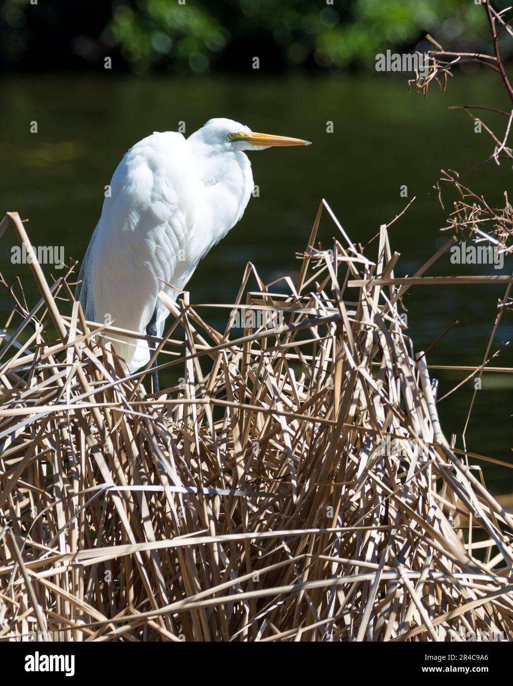 Una maestosa gru bianca in piedi su di un pennello asciutto, color oro sul bordo di un corpo tranquillo di acqua, le sue ali si allungarono in anticipo Foto Stock