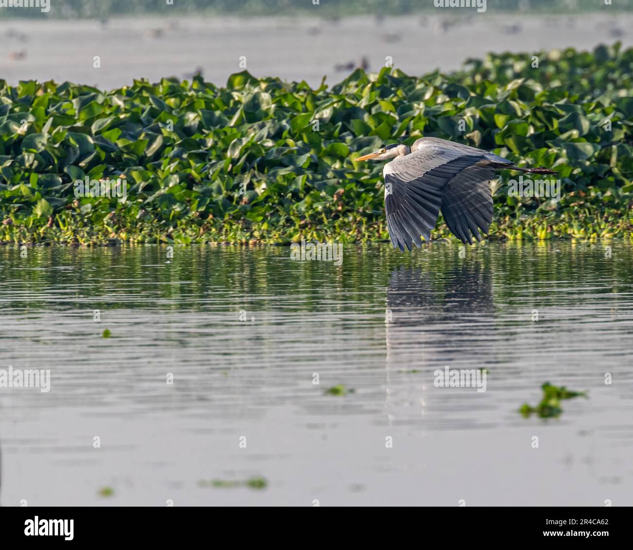 Questa foto di alta qualità è caratterizzata da un uccello che atterra in un corpo d'acqua Foto Stock