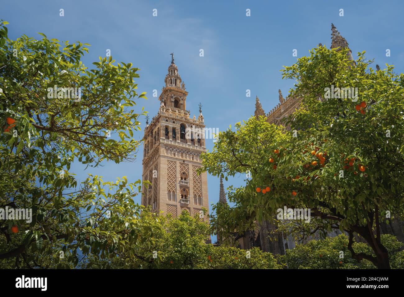 La Giralda (Torre della Cattedrale di Siviglia) al patio de los Naranjos (cortile dell'albero arancione) - Siviglia, Andalusia, Spagna Foto Stock