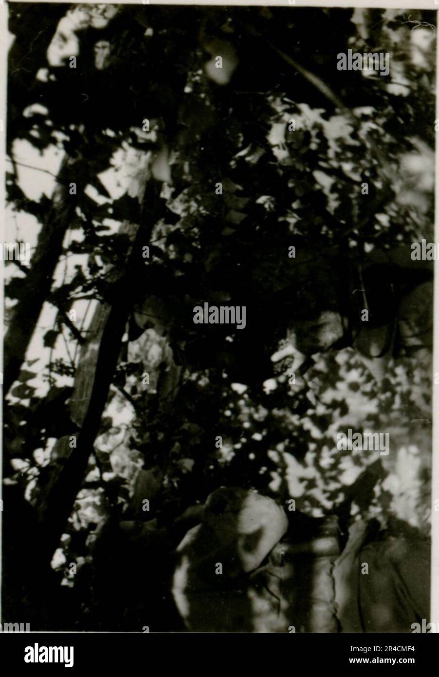 SS fotografo Willi Altstadt, Wiking Division, Russia 1942. Scene del villaggio della zona di Rostov, un Panzer III (con simboli unitari) e granatieri panzer sulla steppa, scene di combattimento lungo un fiume, primi piani della fanteria sul campo con armi individuali e servite dall'equipaggio, attraversamento del fiume (zattere d'assalto e pontone), costruzione di un blocco stradale, prigionieri di guerra russi, I soldati delle SS pescano e nuotano, cerimonia di premiazione delle unità, posto di osservazione affacciato su un fiume e equipaggio di artiglieria pesante con howitzer. Immagini che illustrano le attività in prima linea delle unità Waffen-SS sul fronte occidentale e orientale, i Foto Stock