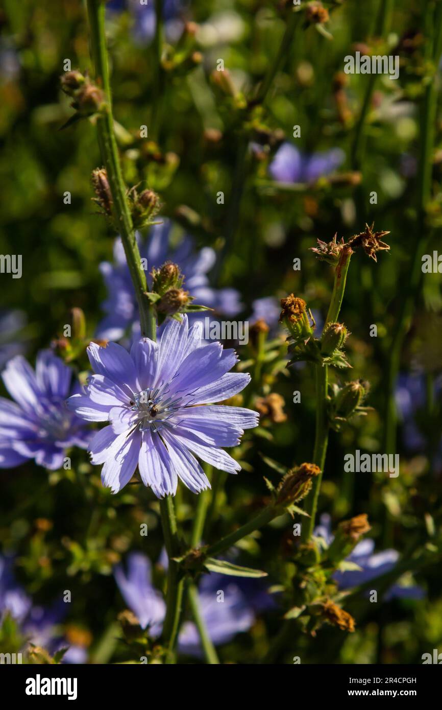 Fiori blu di cicoria sullo sfondo del paesaggio estivo. Foto Stock