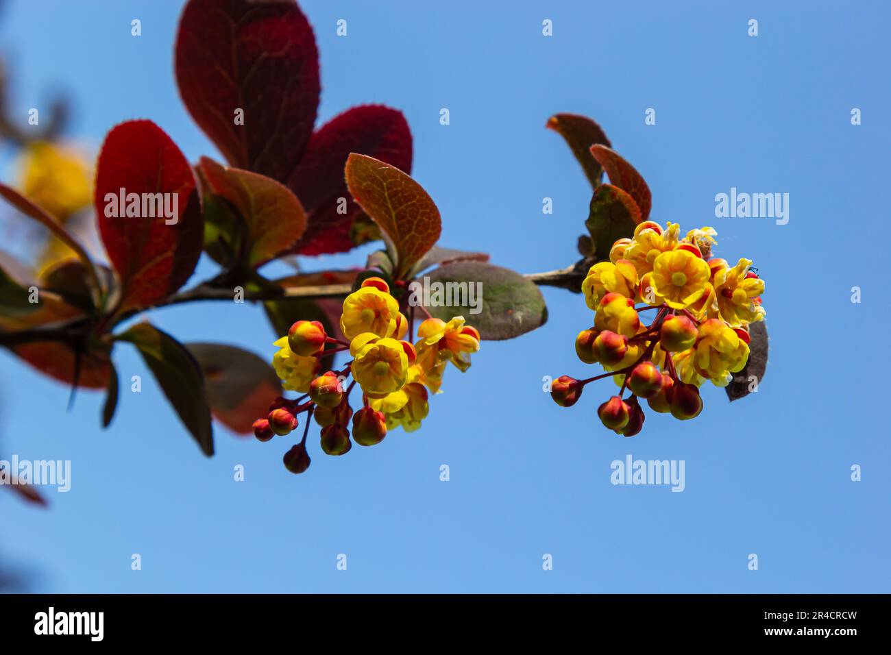 Berberis thunbergii arbusto fiorito ornamentale alla bacca giapponese, gruppo di bei fiori di petalo giallo in fiore, foglie viola-rossastre. Foto Stock