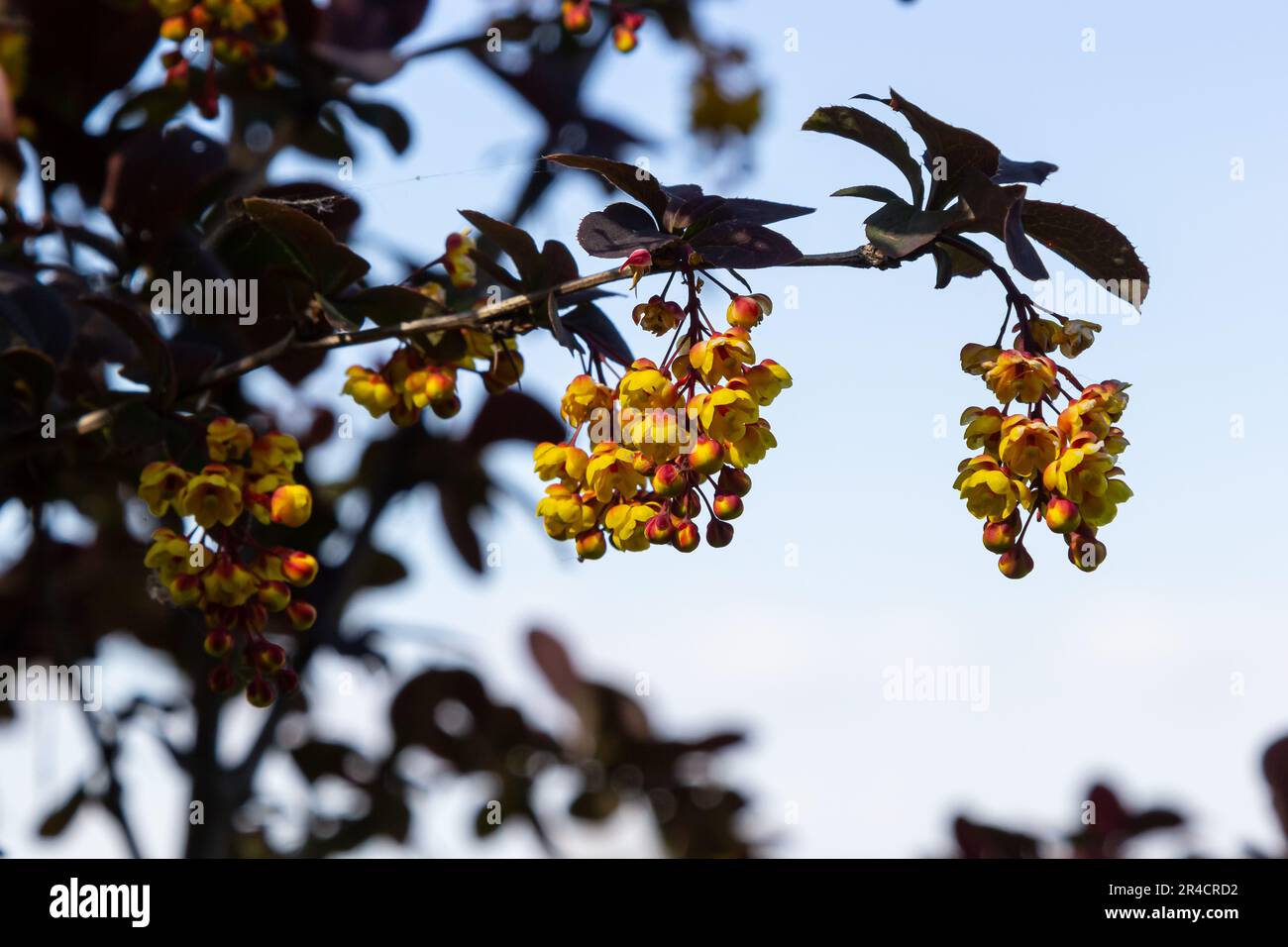 Berberis thunbergii arbusto fiorito ornamentale alla bacca giapponese, gruppo di bei fiori di petalo giallo in fiore, foglie viola-rossastre. Foto Stock