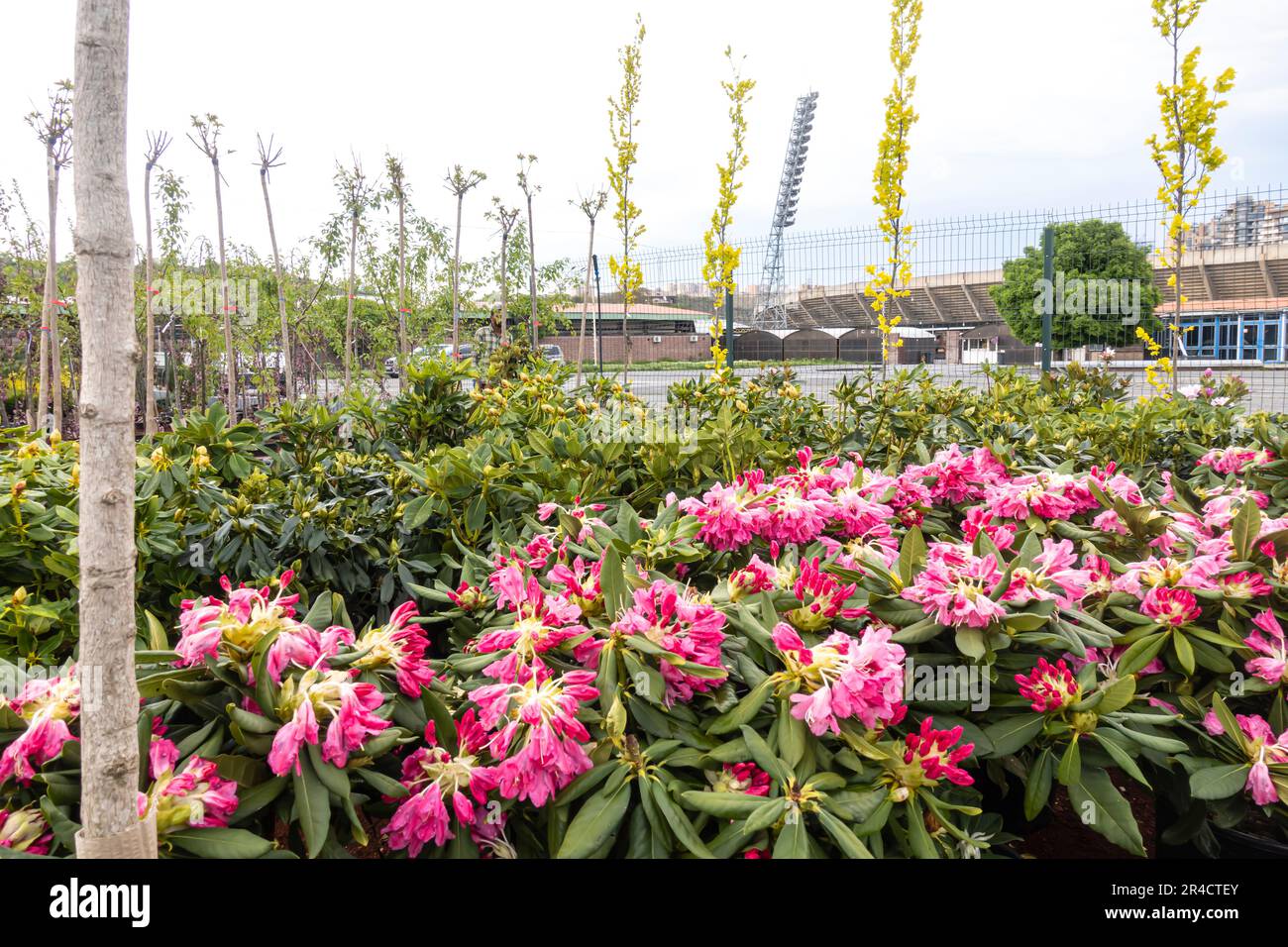 Rhododendron subg. Hymenantas fiorisce per le strade di Erevan Armenia Foto Stock